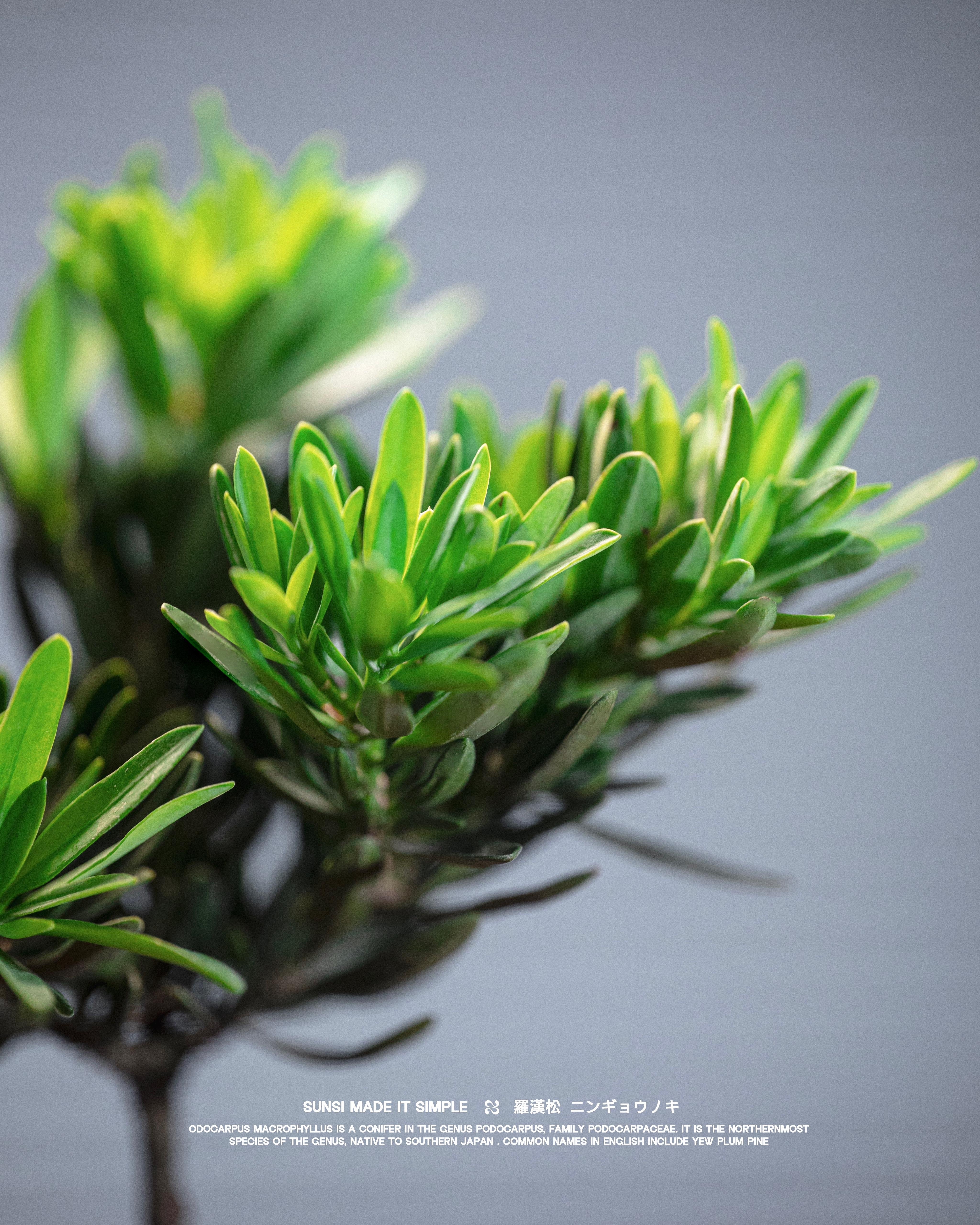 迷你菊花羅漢松