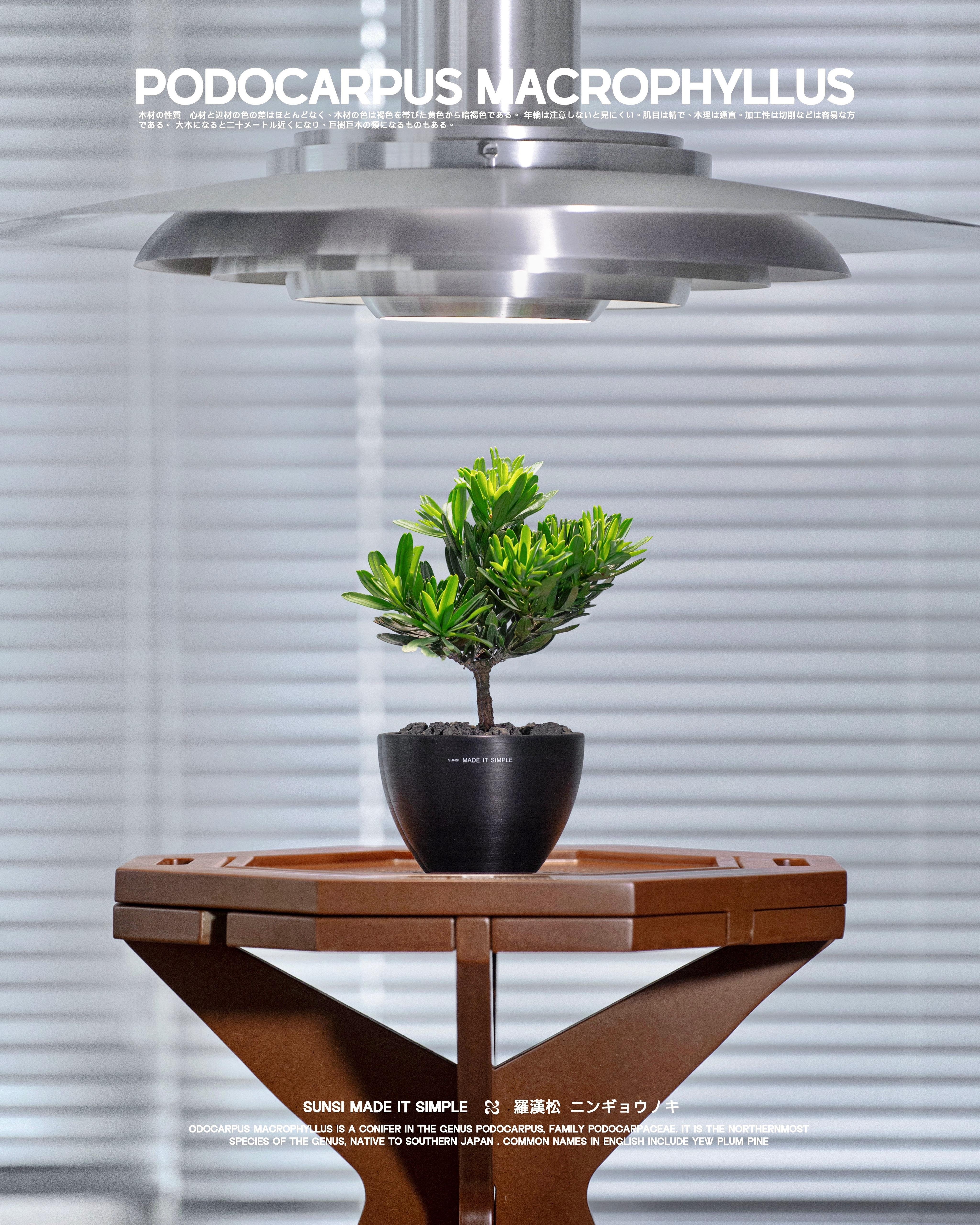 迷你菊花羅漢松