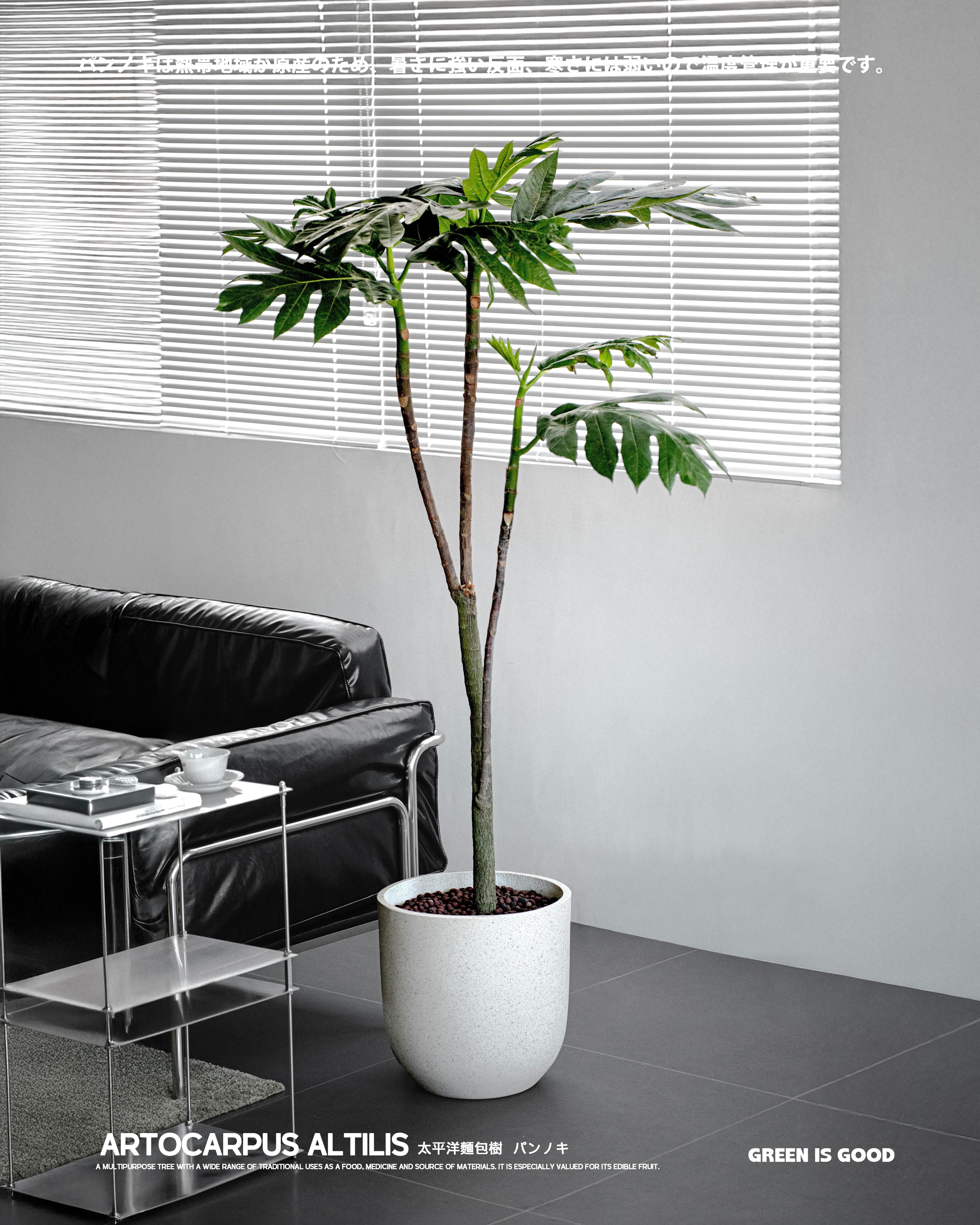 太平洋麵包樹 — 自然的美味寶庫