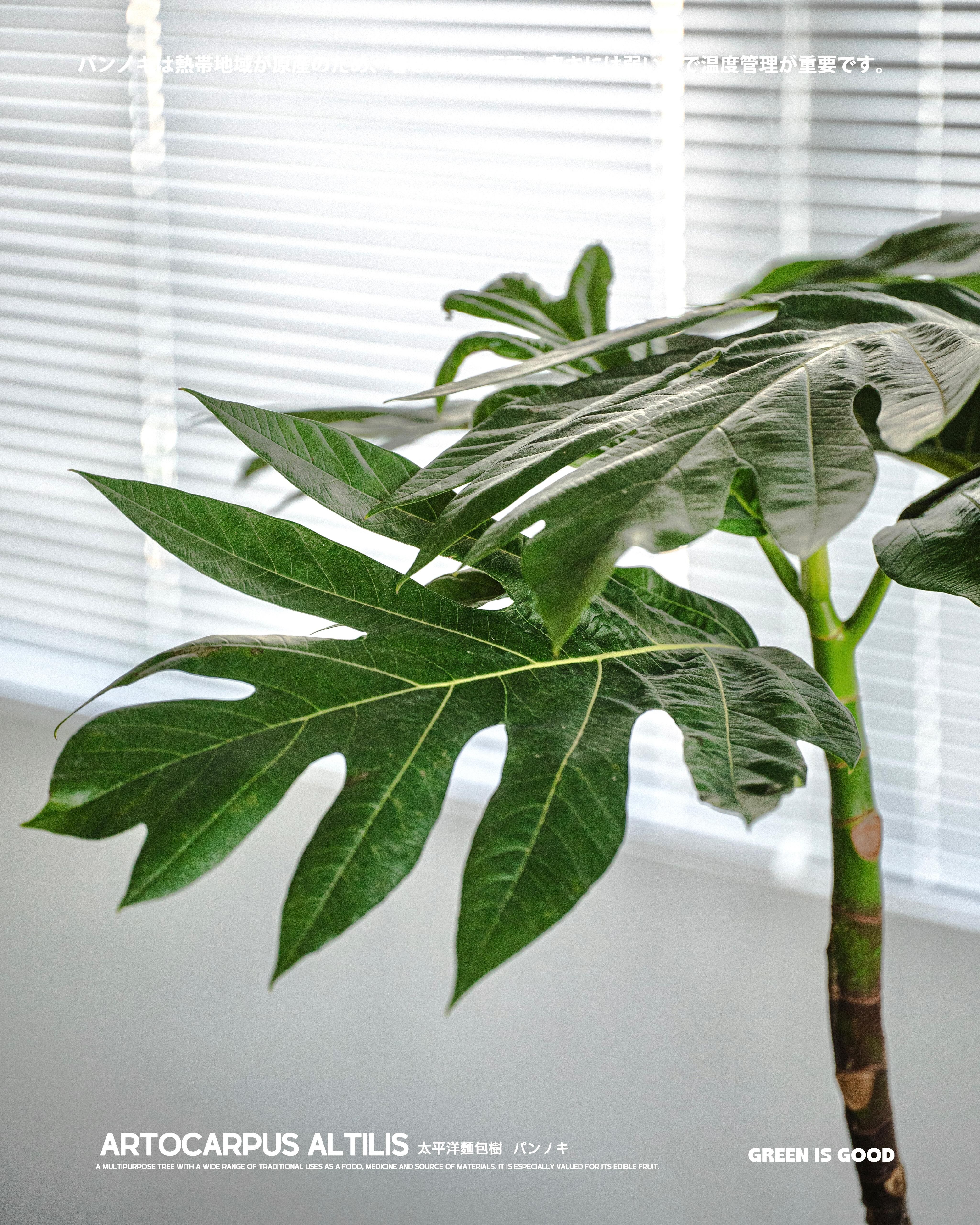 太平洋麵包樹 — 自然的美味寶庫