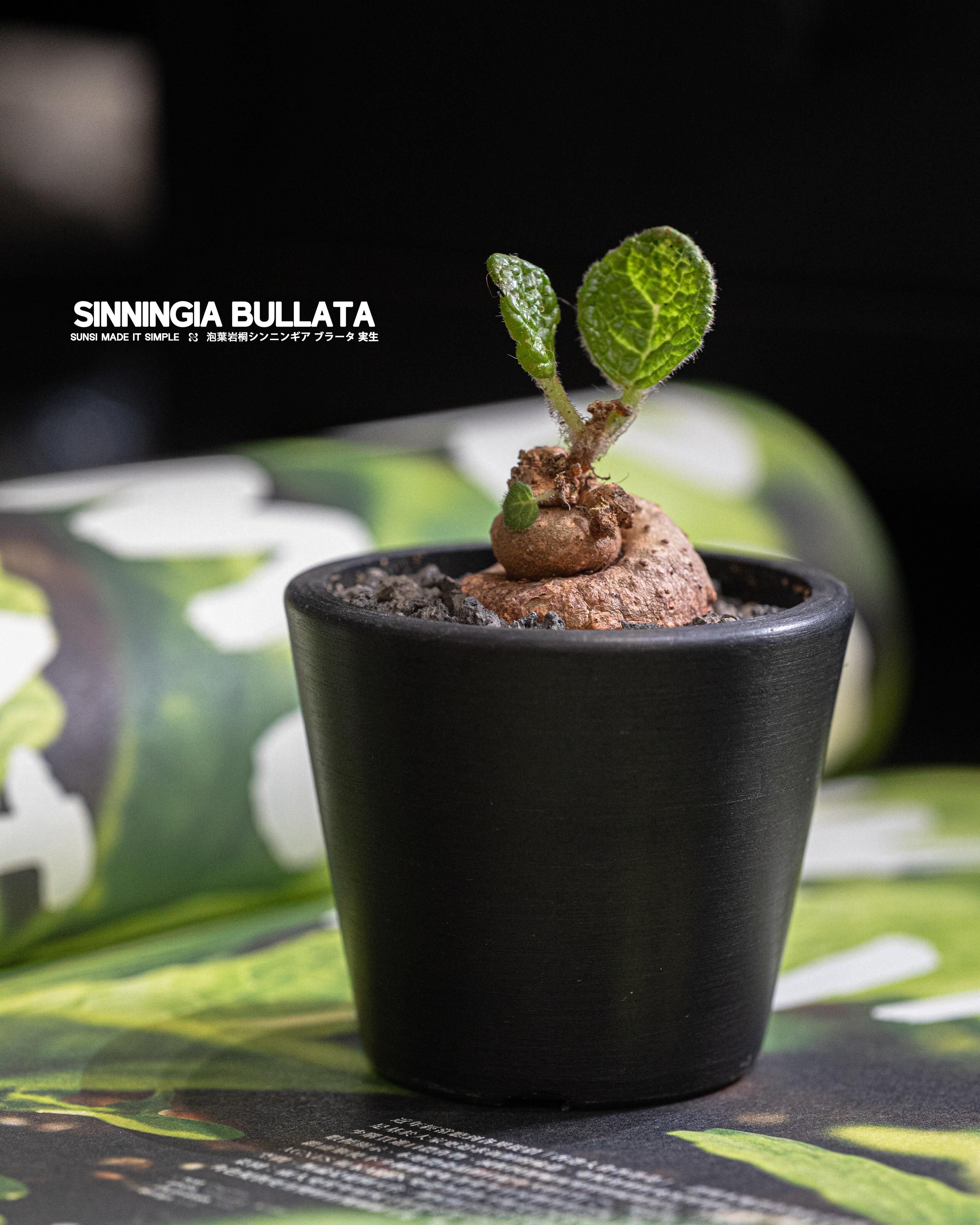 泡葉岩桐 — 獨特的室內觀賞植物