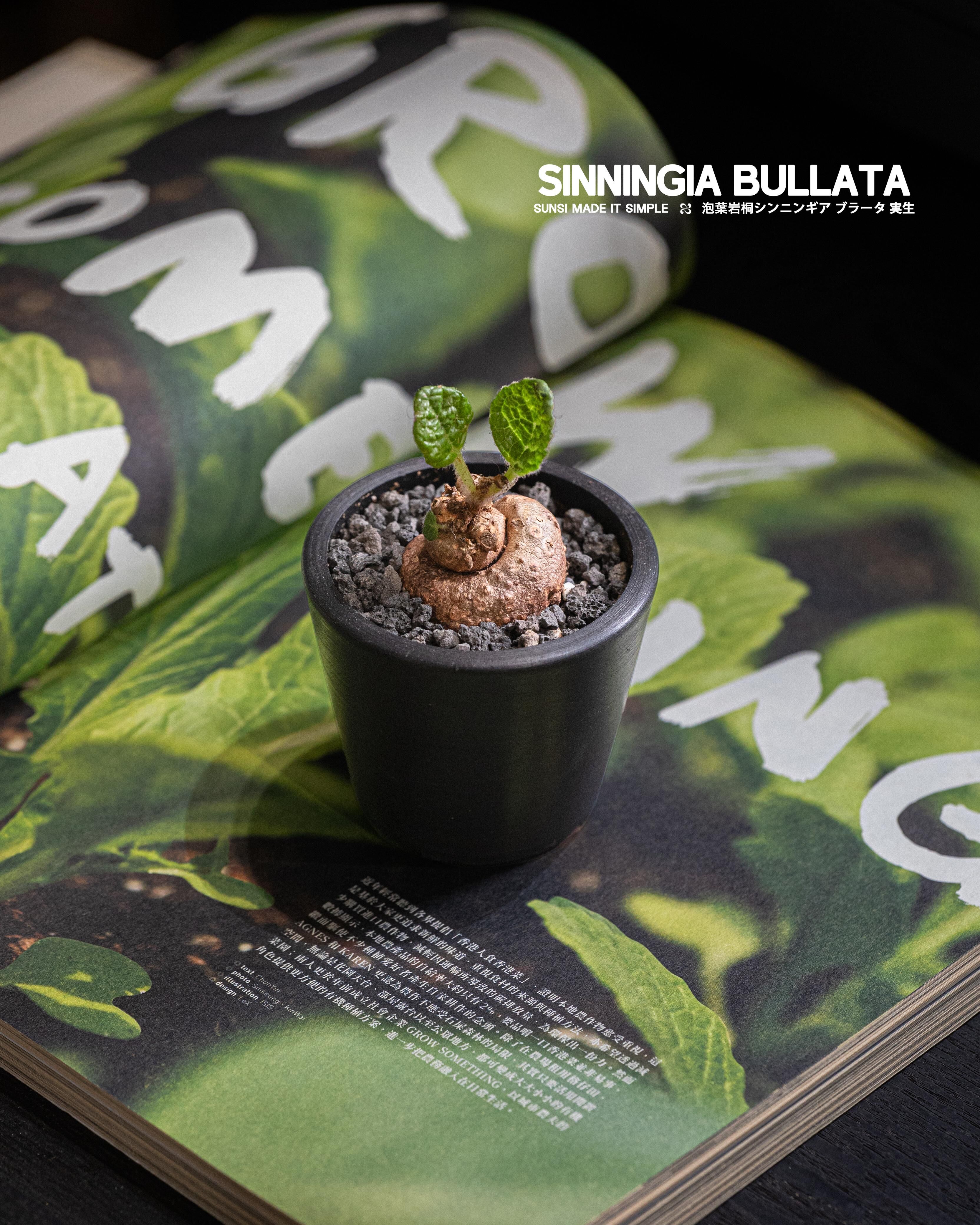 泡葉岩桐 — 獨特的室內觀賞植物