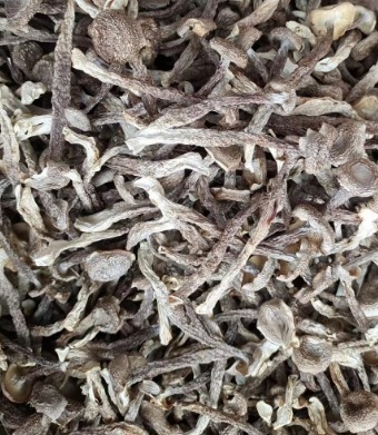 鹿茸菇, 約1斤/包 (H9 PB277)