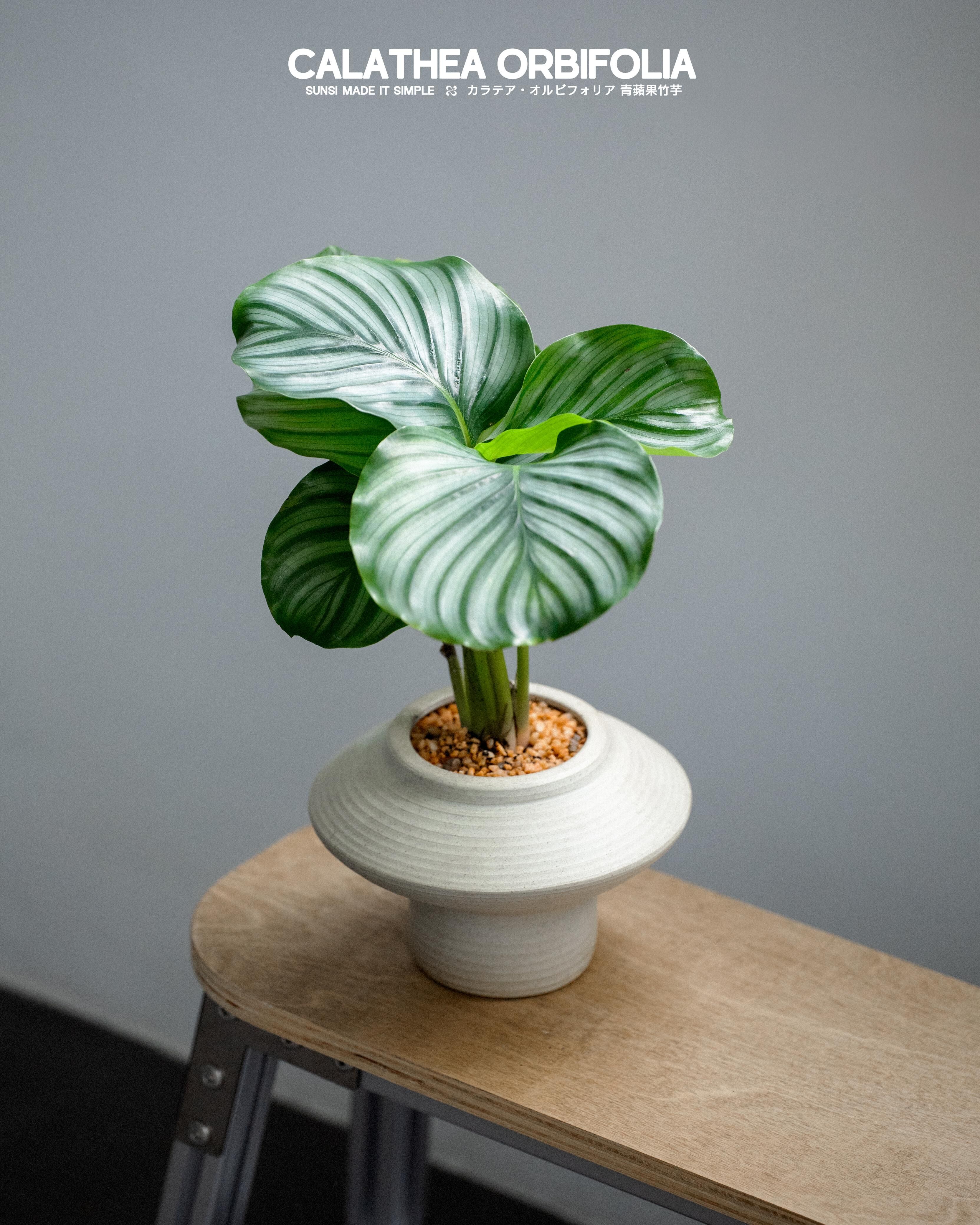 青蘋果竹芋 — 室內植物中的清新風格