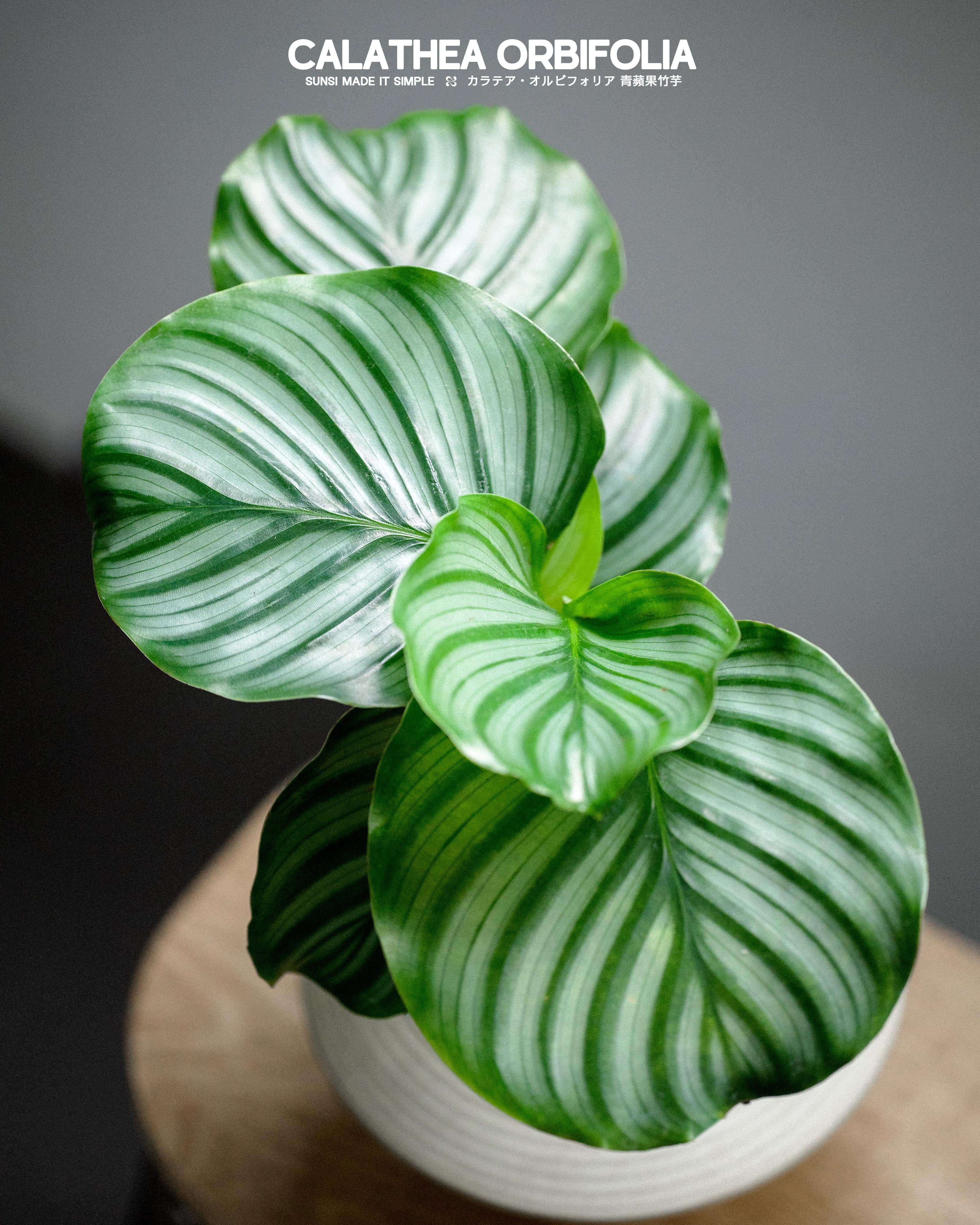 青蘋果竹芋 — 室內植物中的清新風格