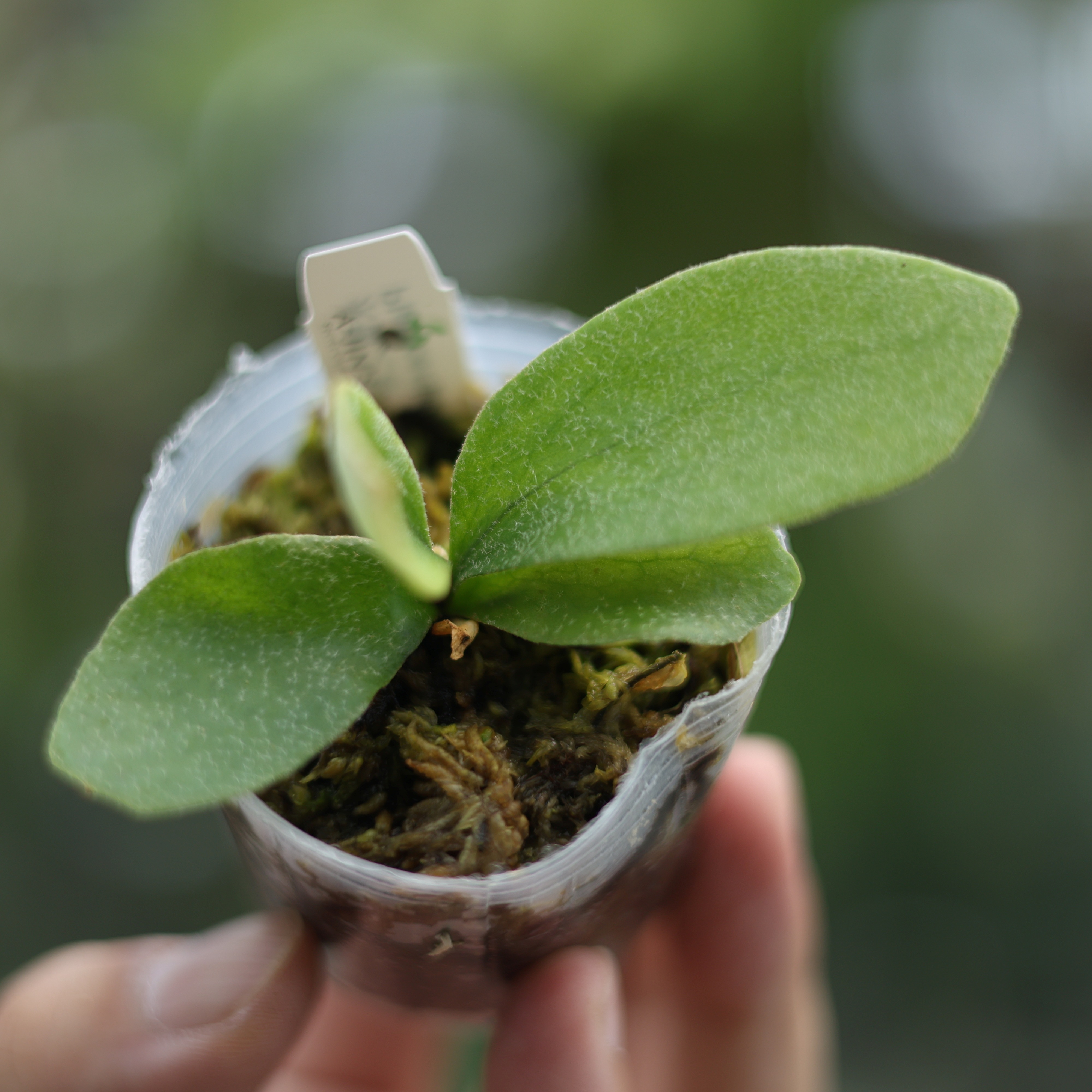 平價款| 永恆之星P. Stella Aeterni 組培苗白毛分岔極致中型平價神鹿