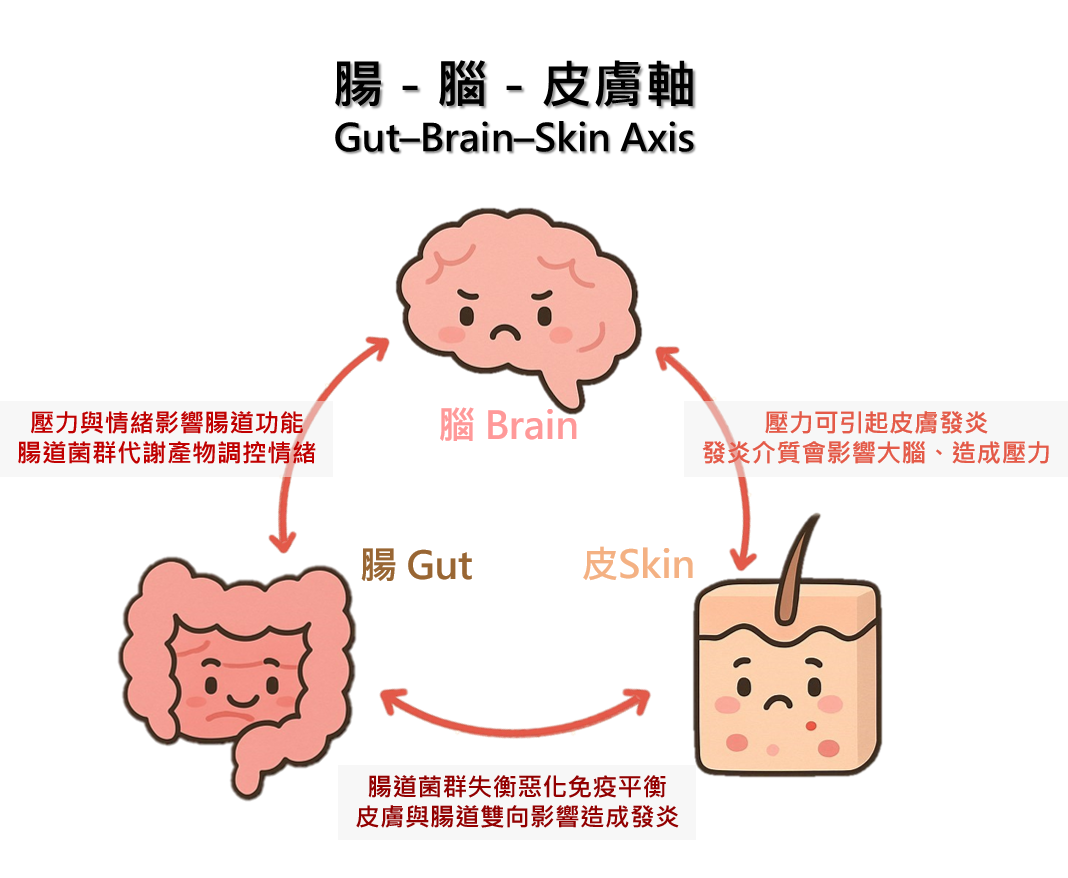 腸腦皮軸