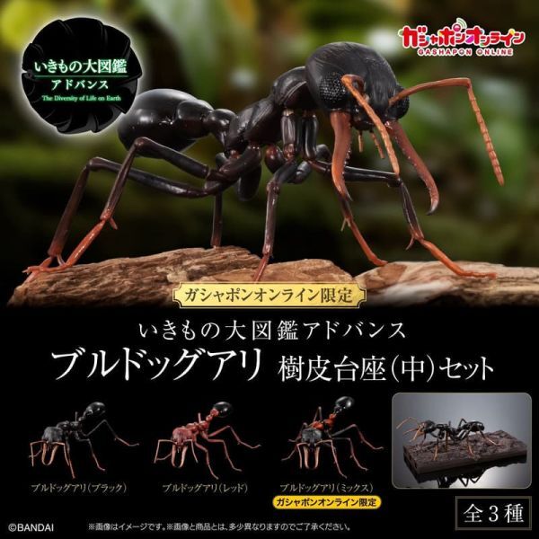 [魂SHOP限定GOL] 生物大圖鑑：鬥牛犬蟻（帶樹皮底座（中）套裝 [GOL] THE DIVERSITY OF LIFE ON EARTH ADVANCE MYRMECIA BARK PEDESTAL (MEDIUM) SET