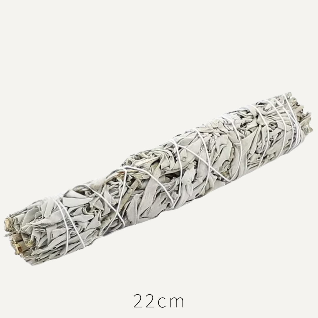 【買一送一】手工製 加州頂級白鼠尾草 特長22cm