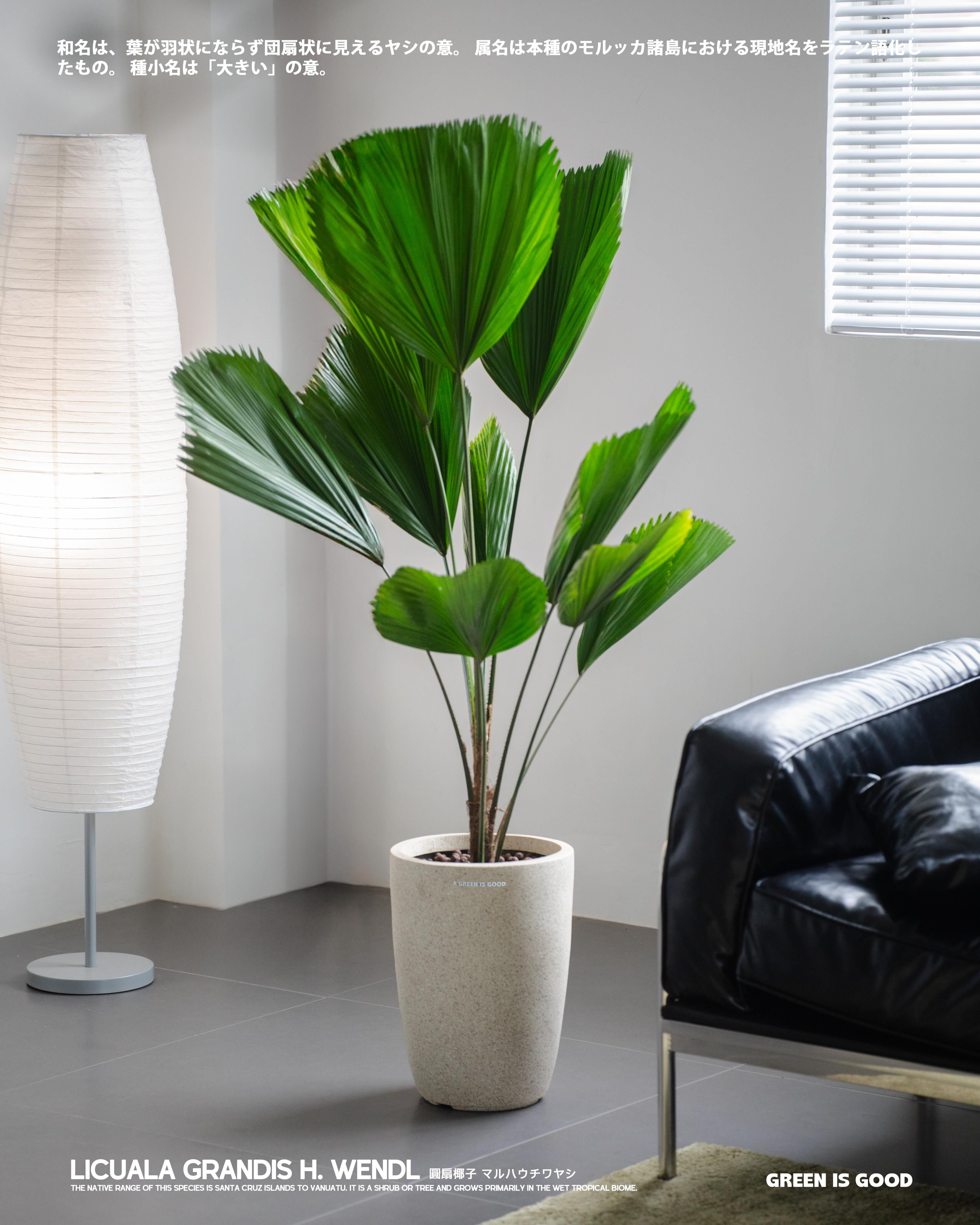 圓葉椰子 — 室內綠意的完美選擇🌴💚