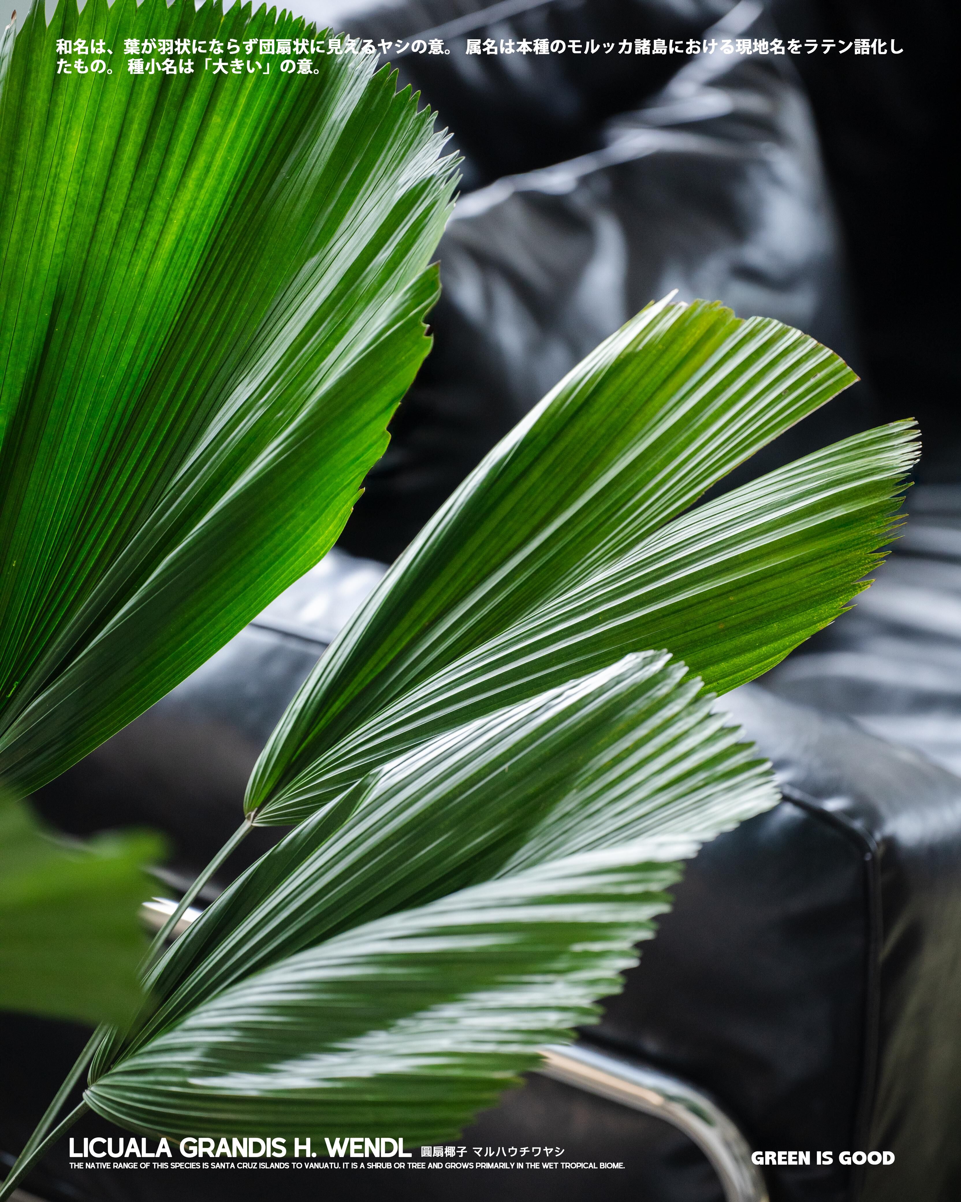 圓葉椰子 — 室內綠意的完美選擇🌴💚