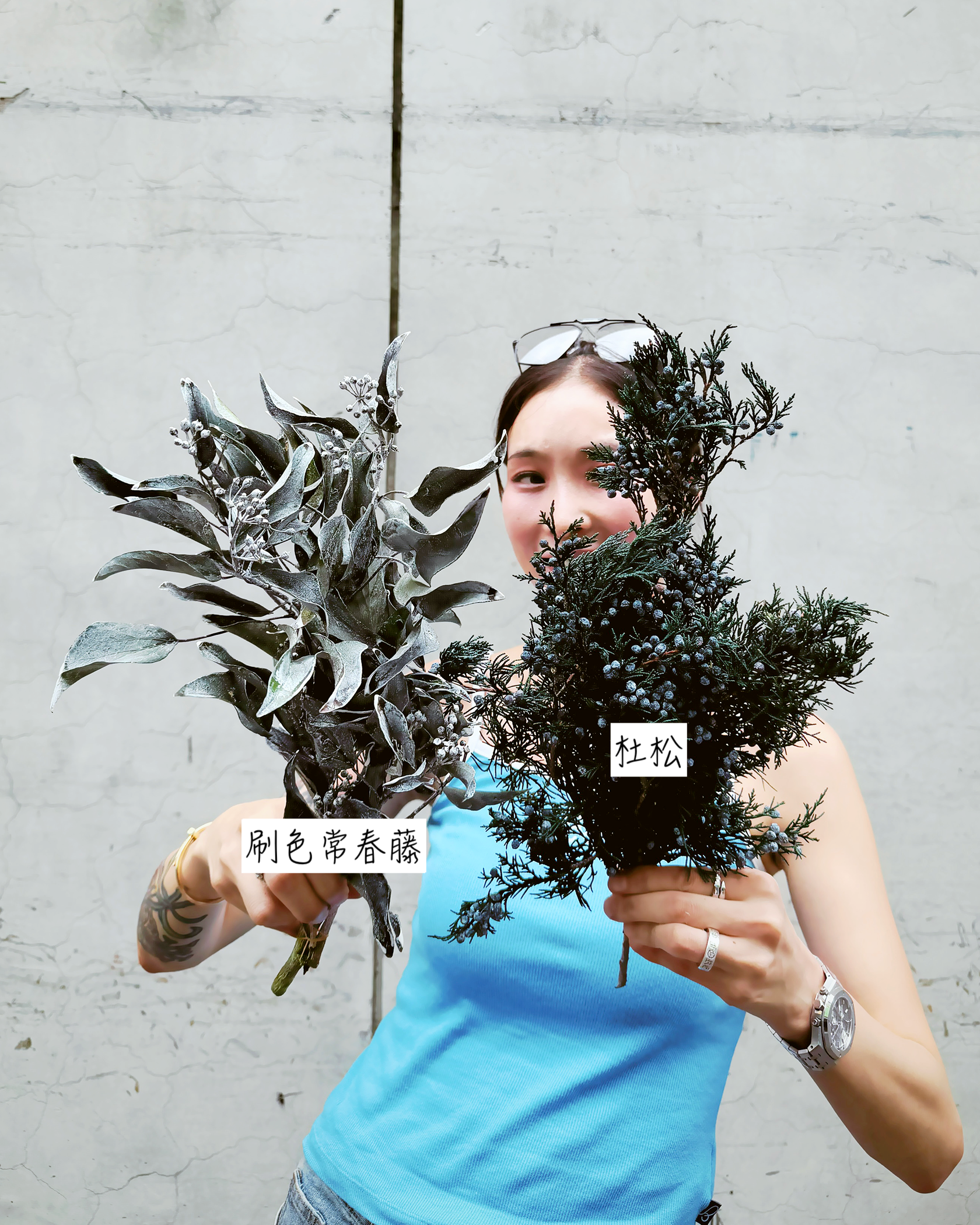 永生刷色常春藤（日本）