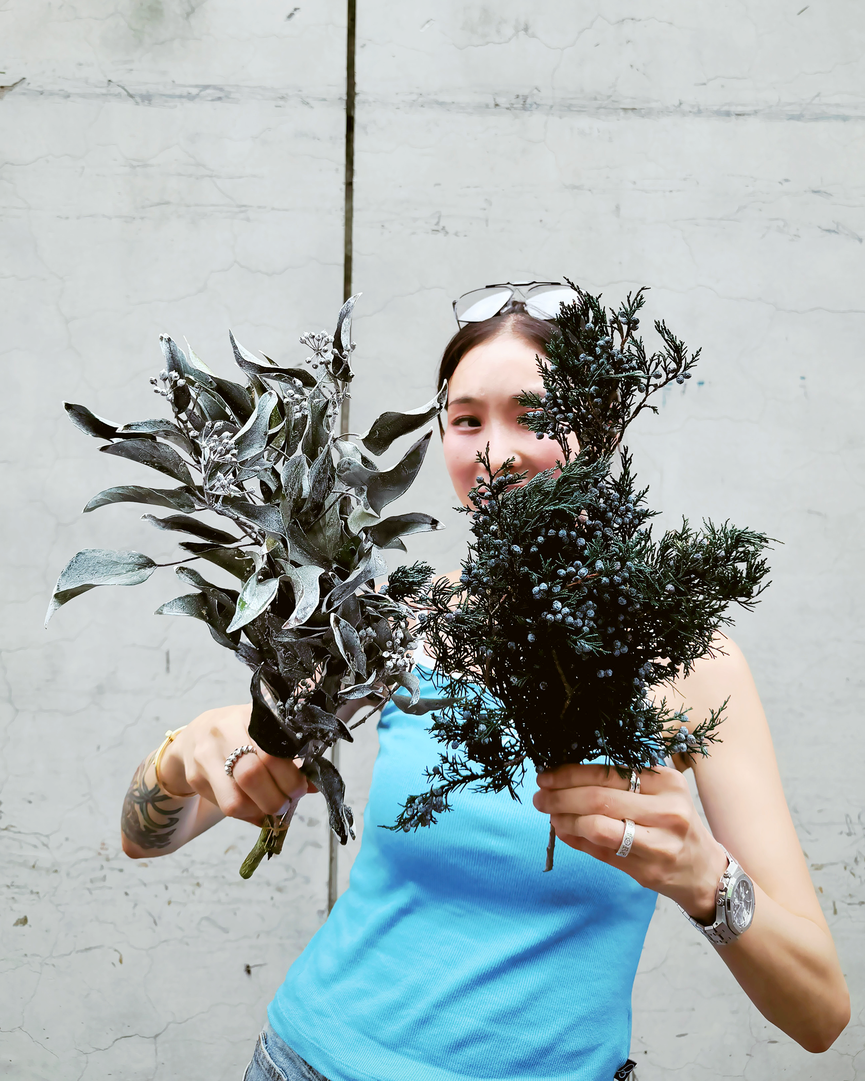 不凋杜松（日本）