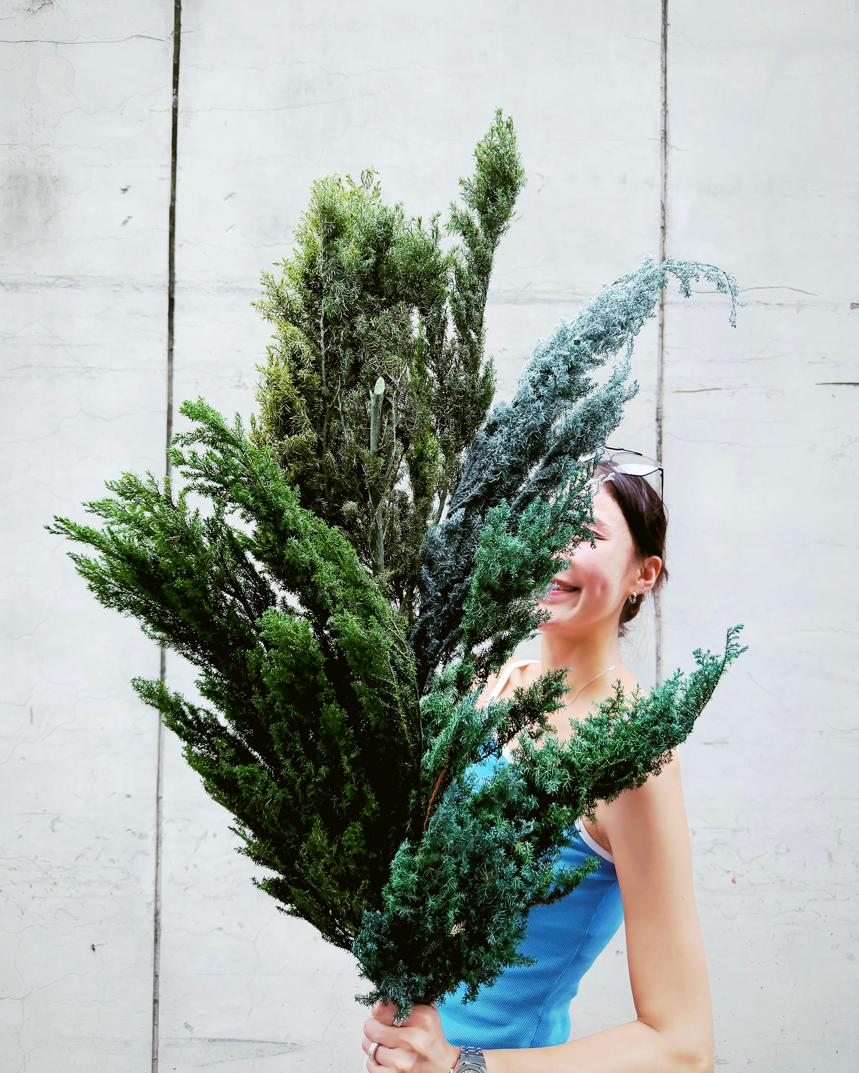 永生雪松（日本）