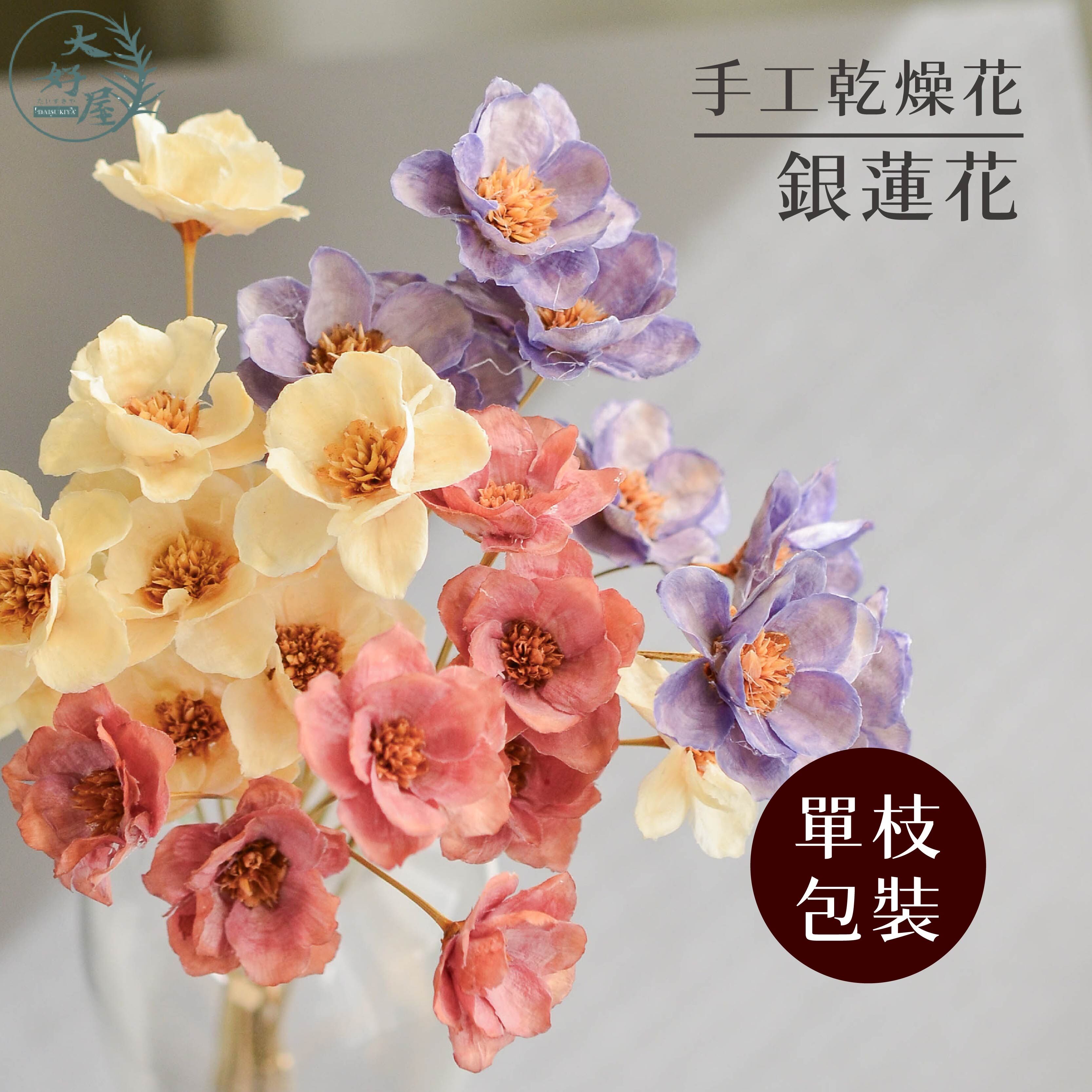 銀蓮花【單支裝】