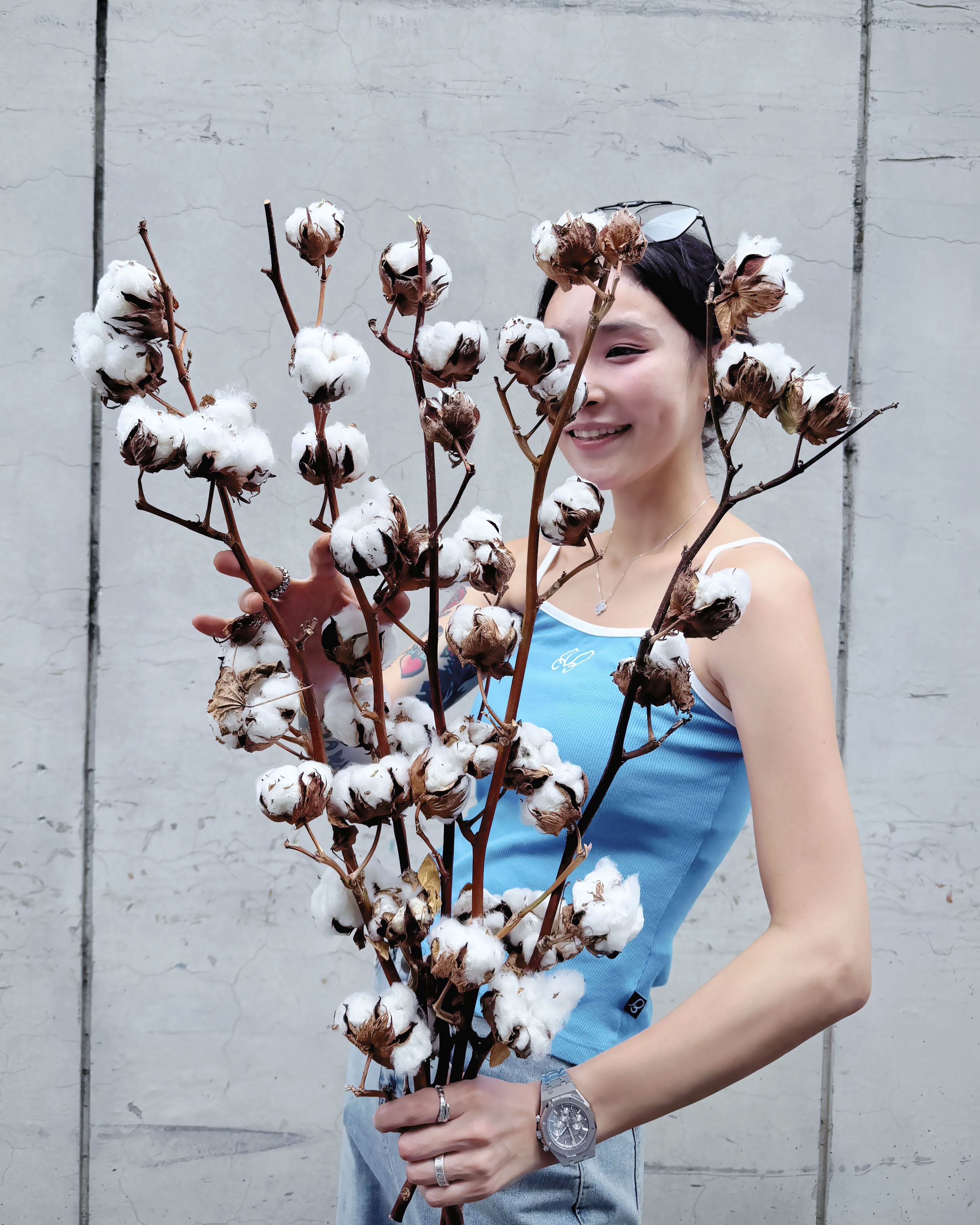 乾燥棉花 (以色列)