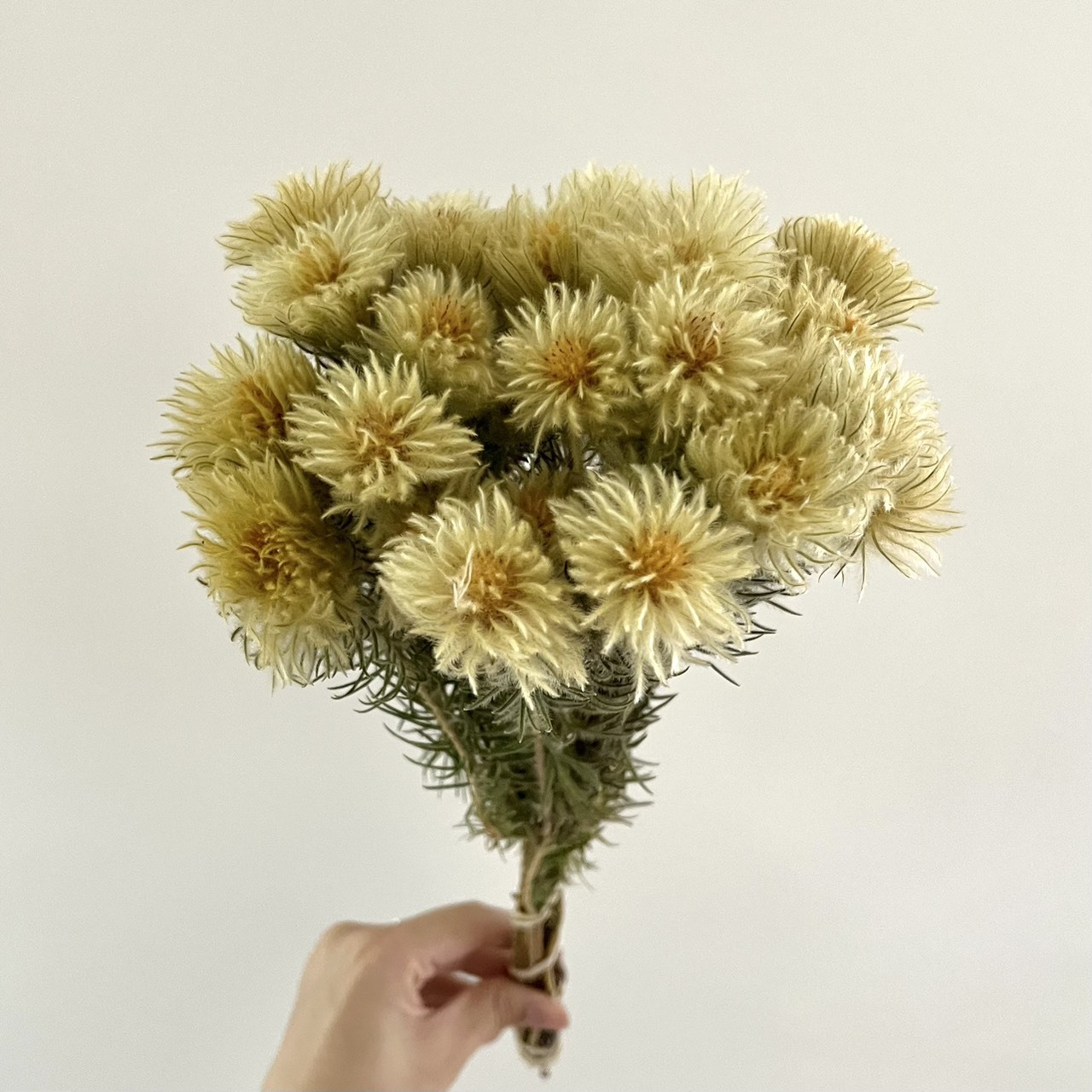 南非乾燥毛筆花(10支)