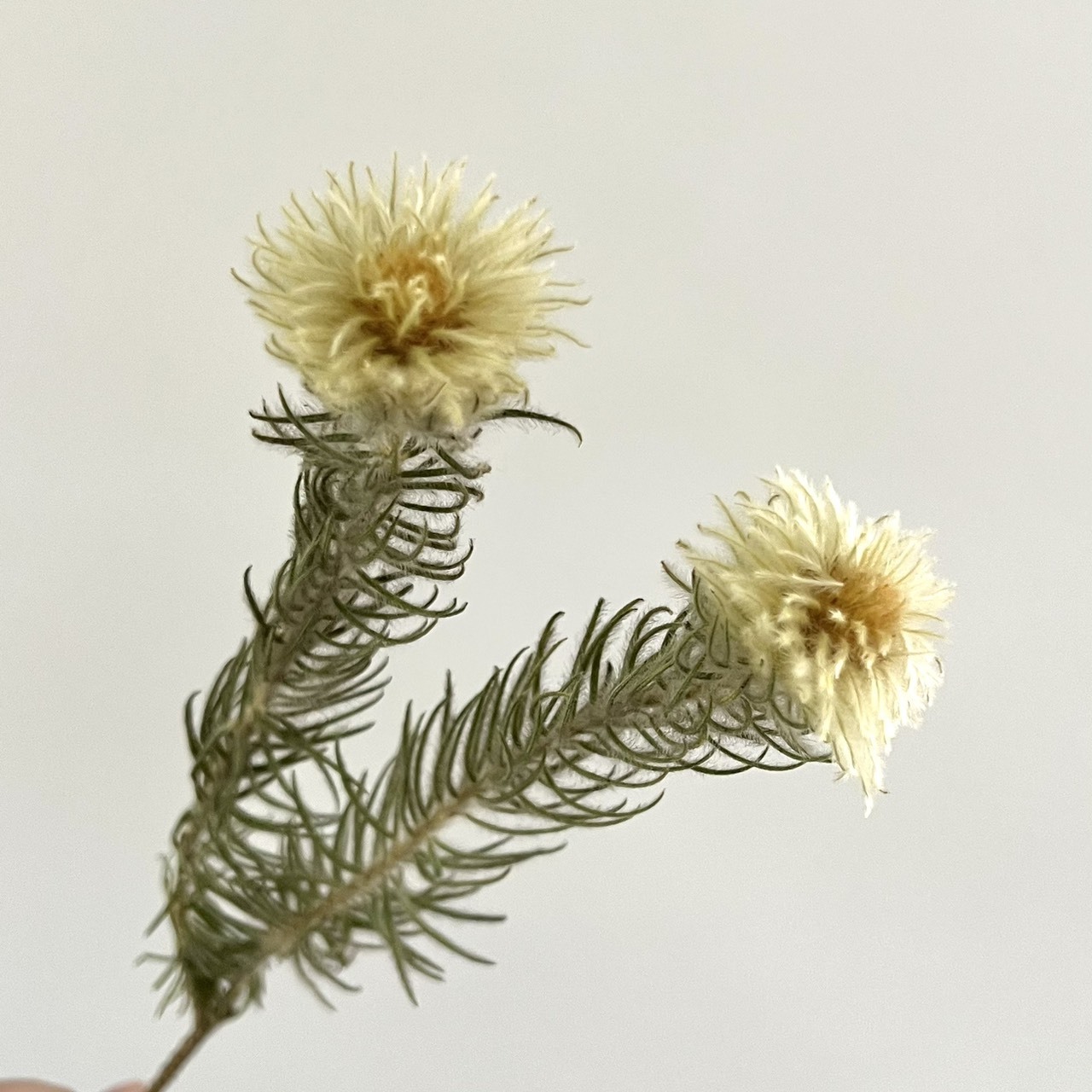 南非乾燥毛筆花(10支)