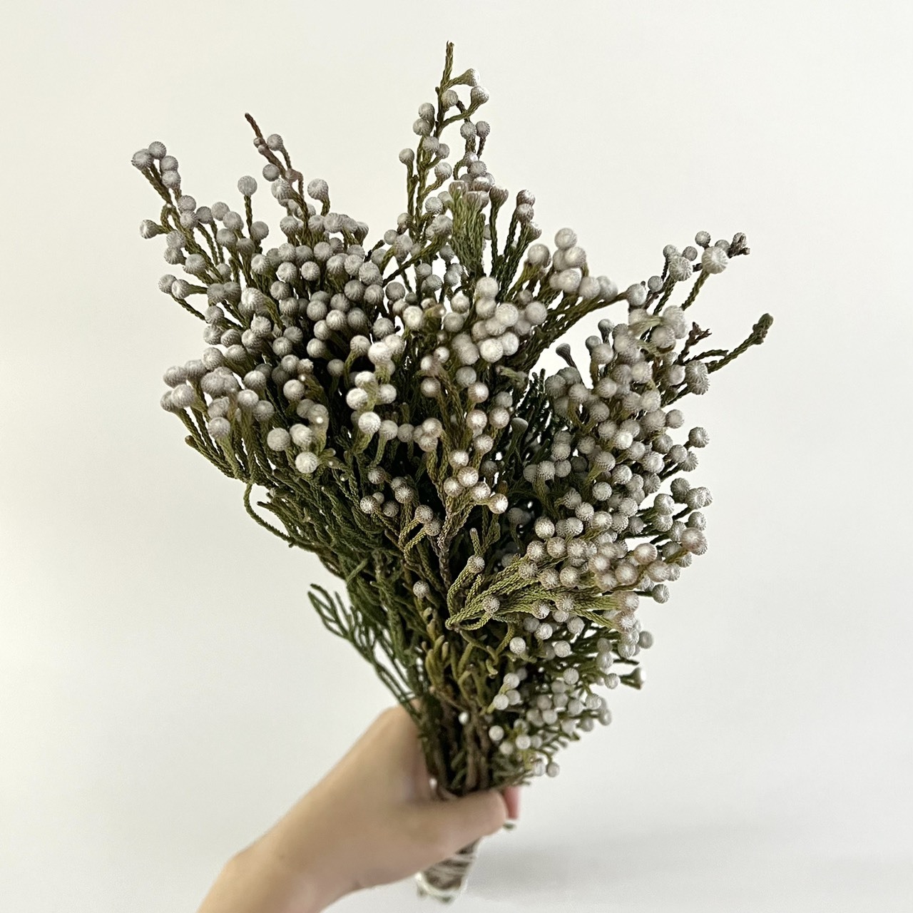 南非乾燥小銀果