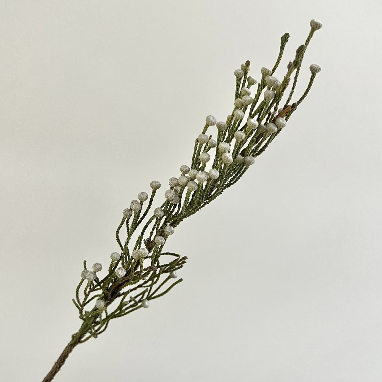 南非乾燥小銀果