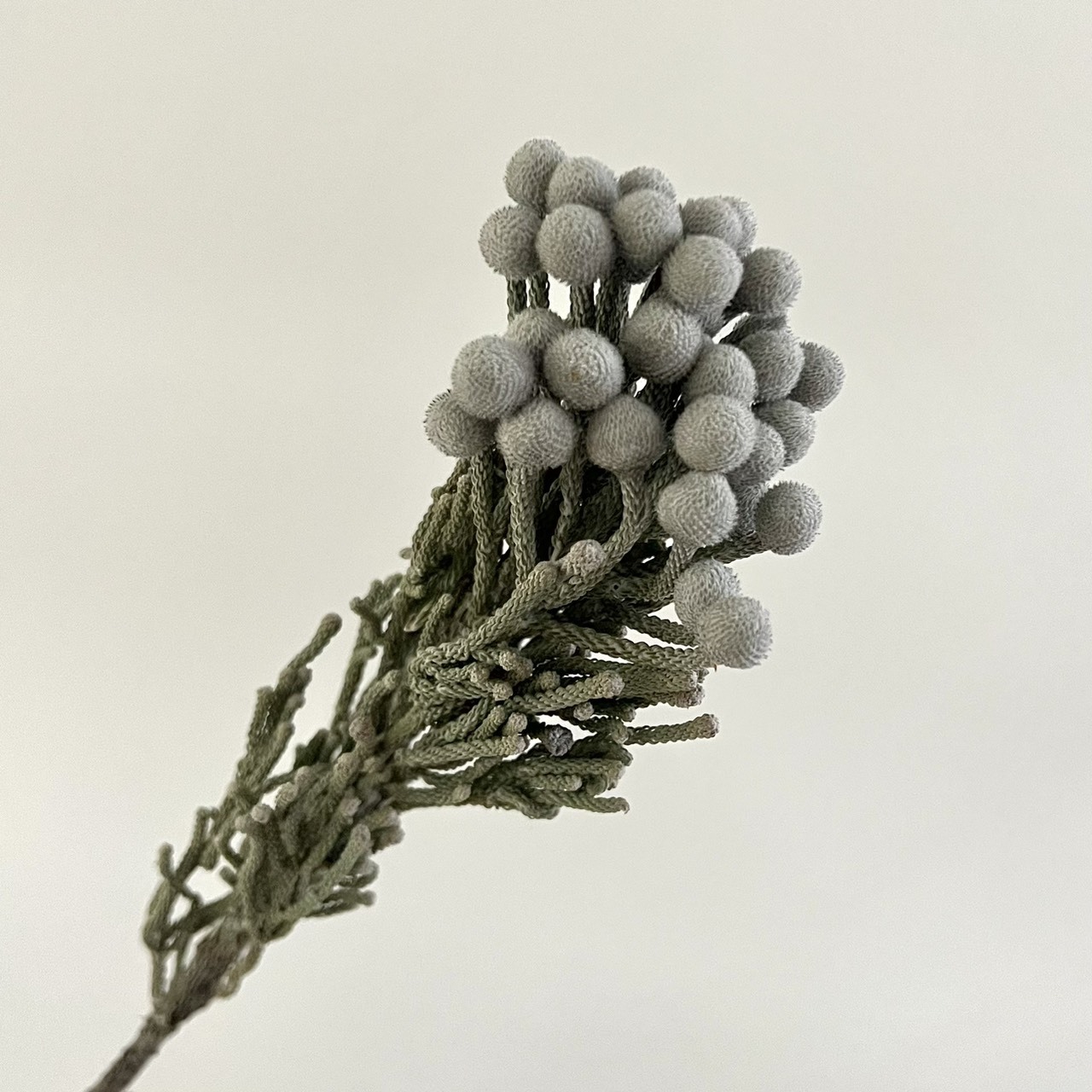 南非乾燥大銀果