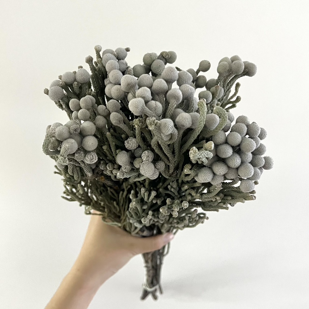 南非乾燥大銀果