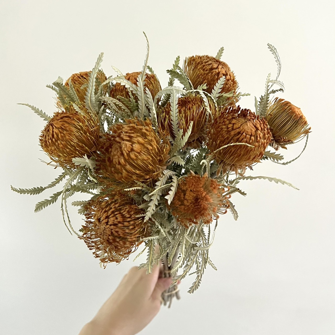 南非乾燥山茂堅