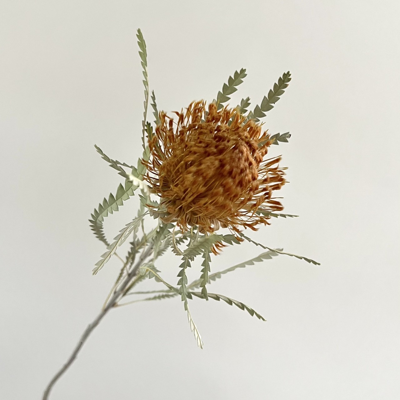 南非乾燥山茂堅