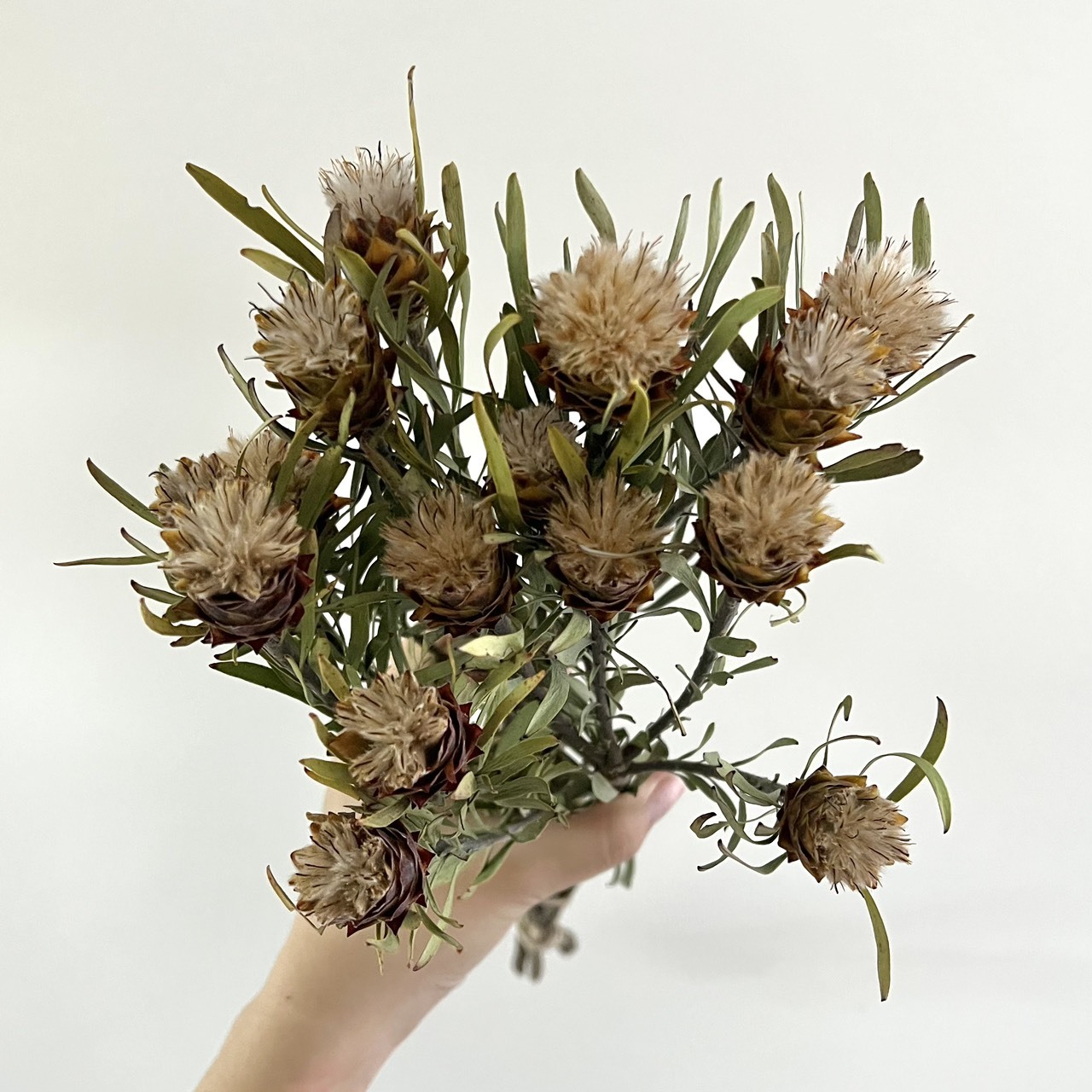 南非乾燥迷你多頭陀螺果(5支)