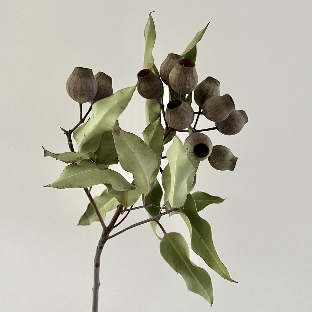 南非新鮮乾燥貝爾果(3支)