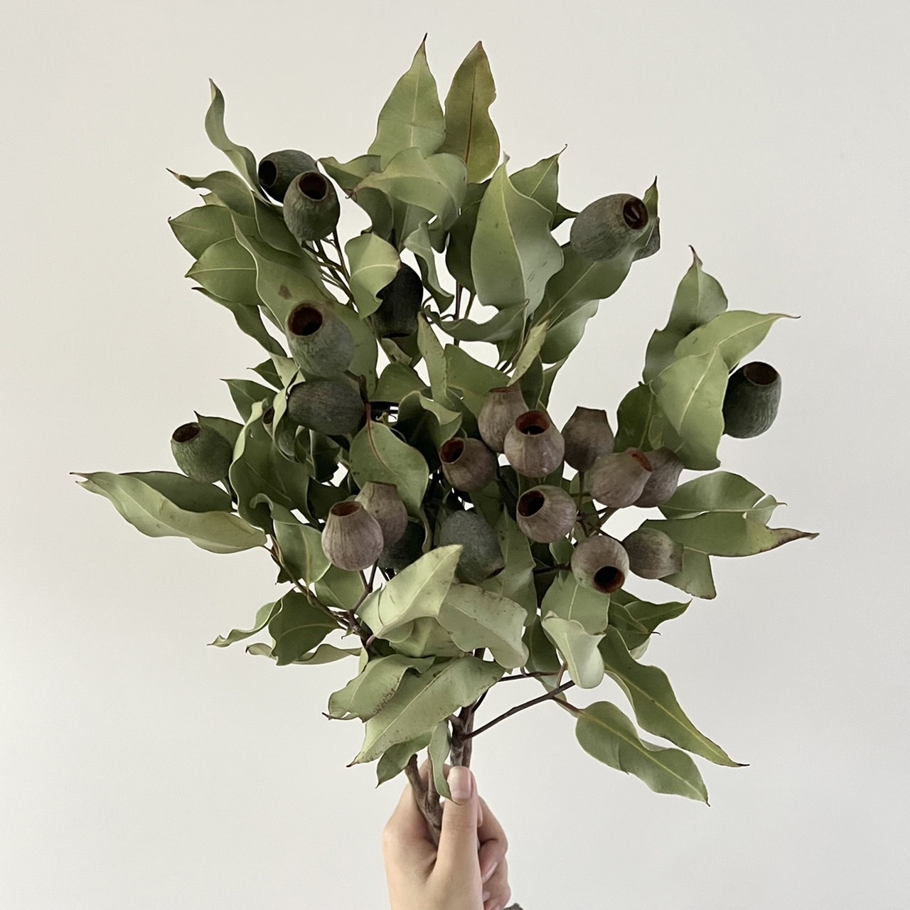 南非新鮮乾燥貝爾果(3支)