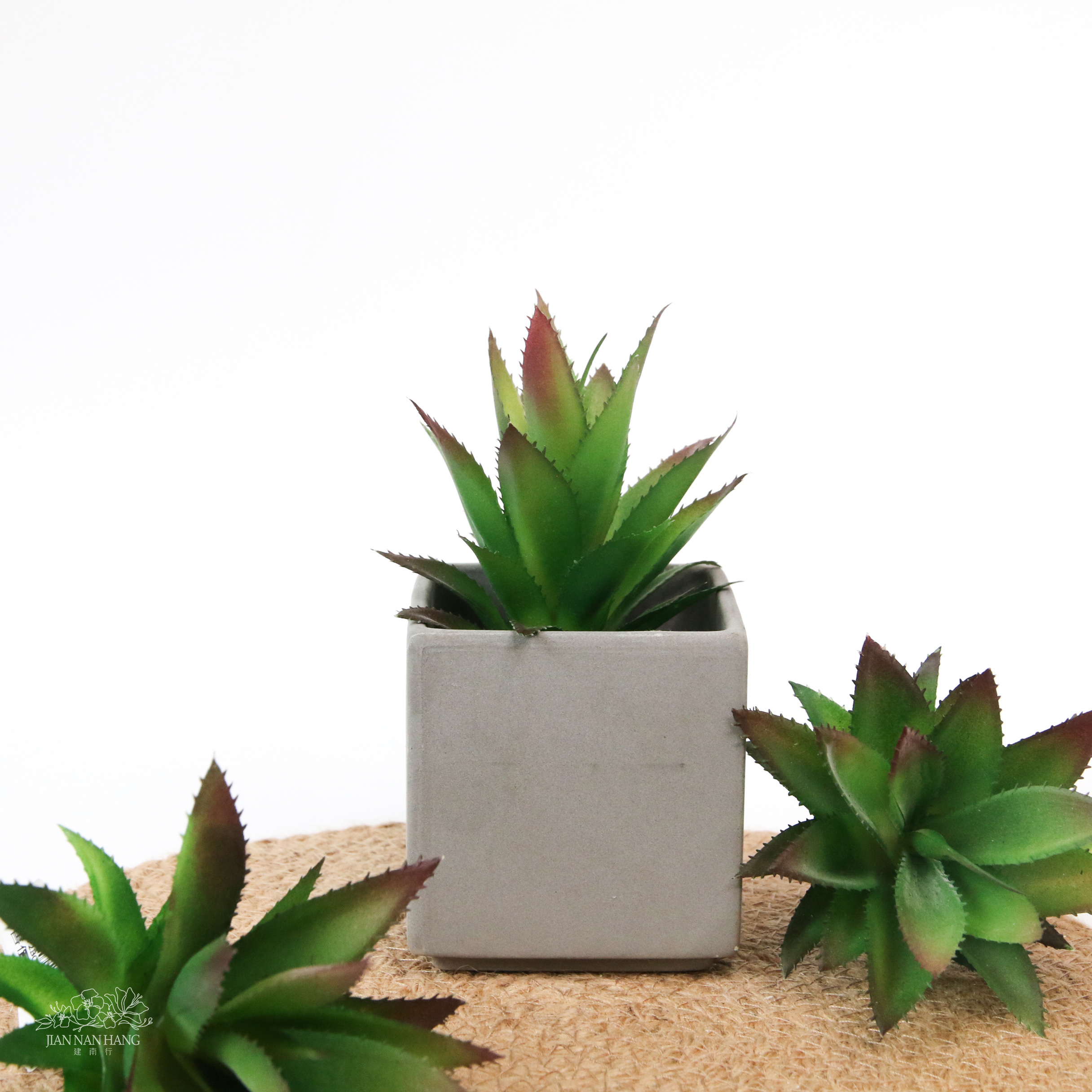 擬真多肉 鳳梨頭