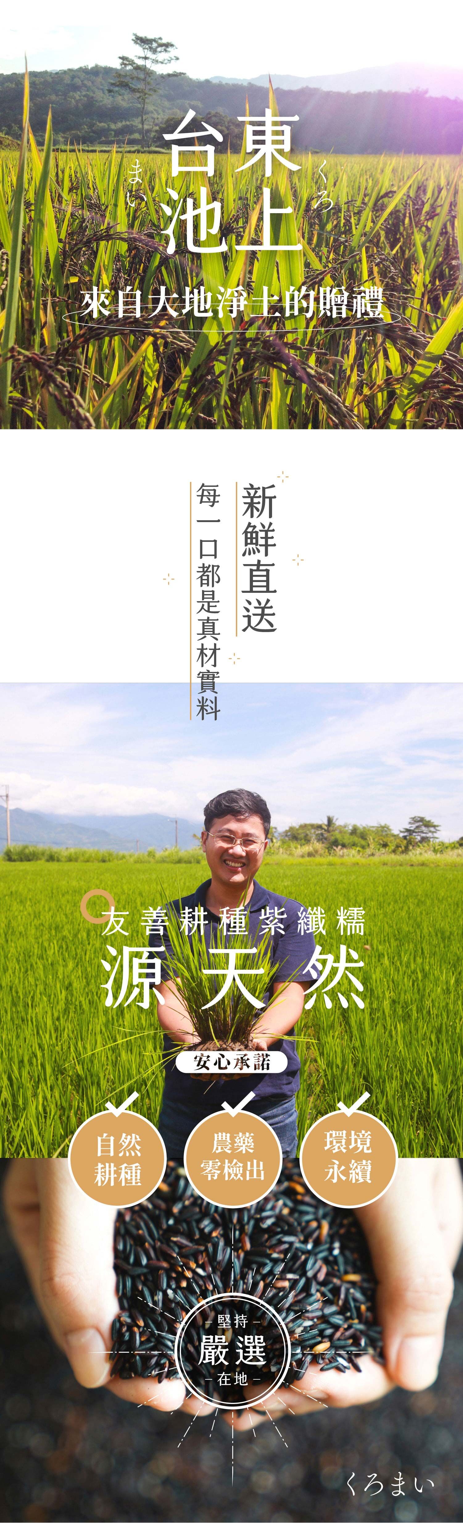 禾乃川-紫米甘酒500mlx10入【日本譽為喝的點滴】