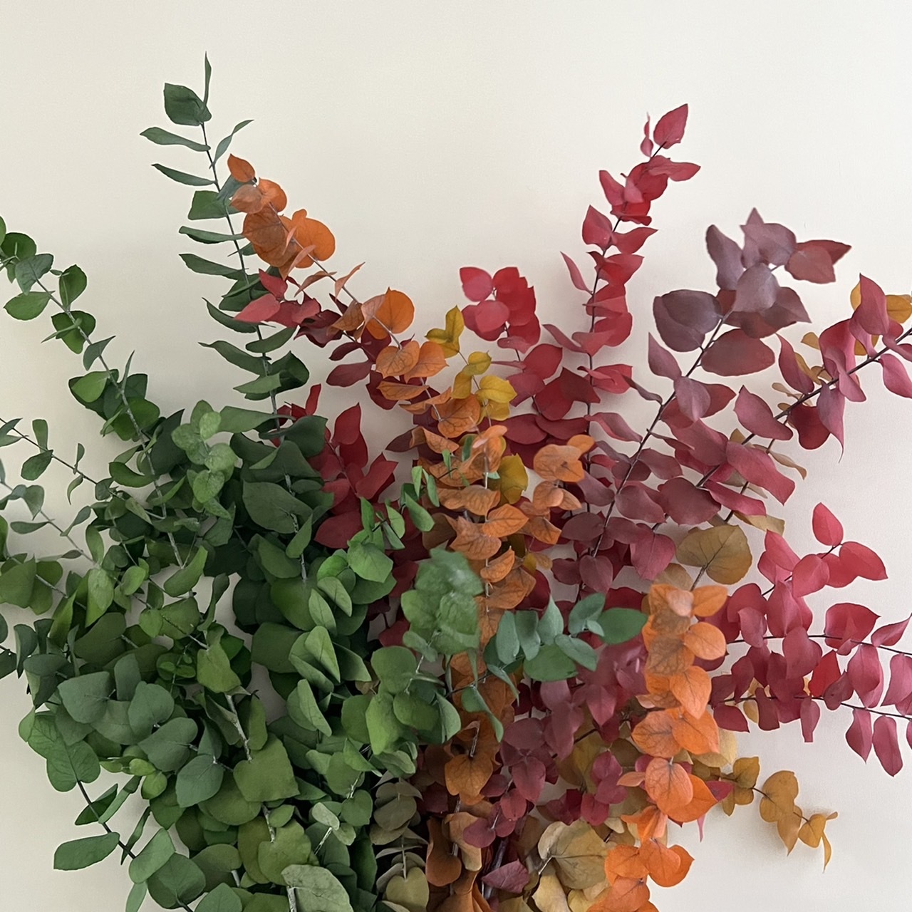 義大利不凋餅乾尤加利