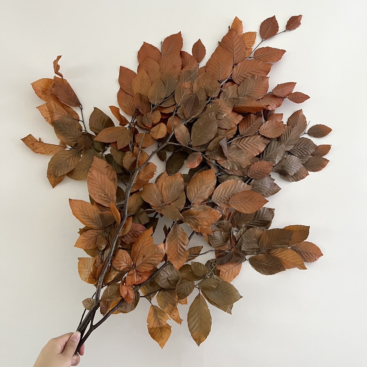 義大利不凋山毛櫸