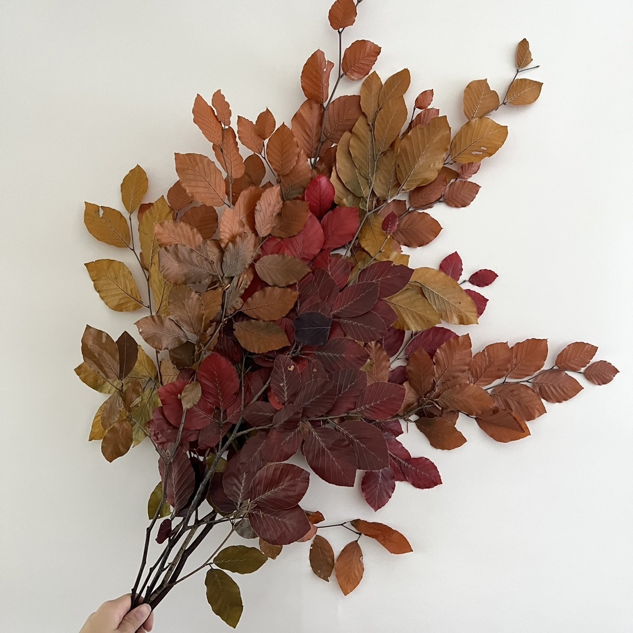 義大利不凋山毛櫸