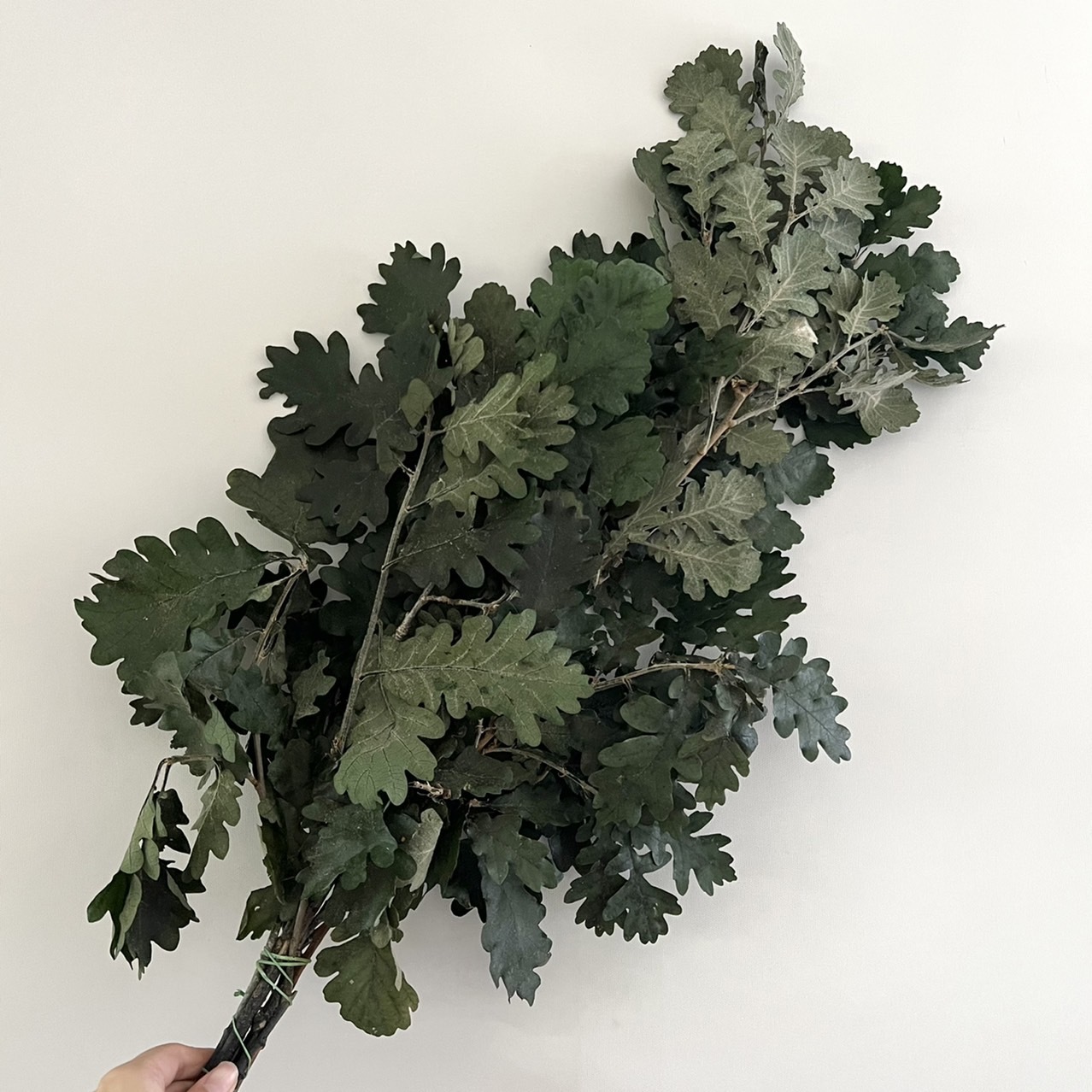 義大利不凋橡樹葉