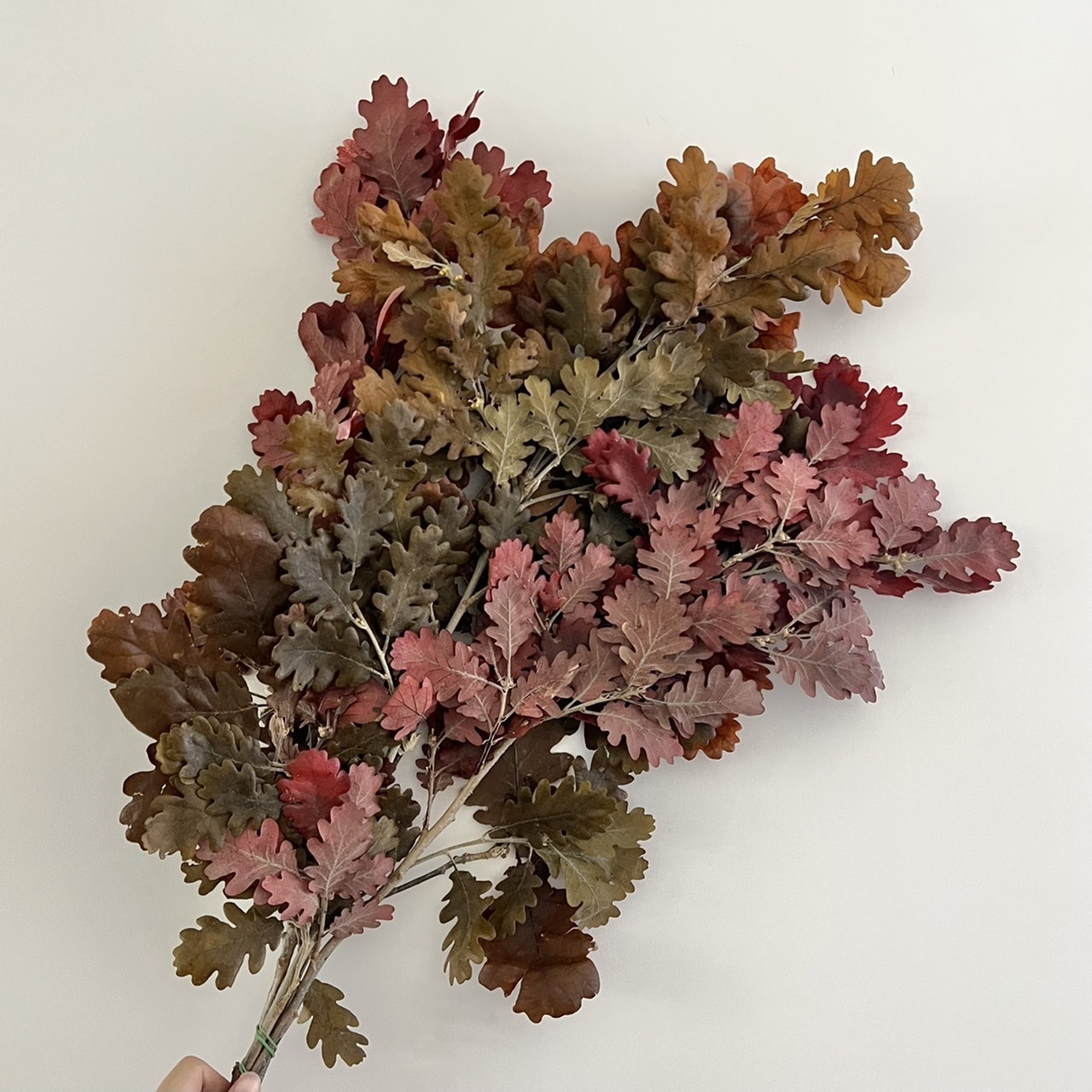 義大利不凋橡樹葉