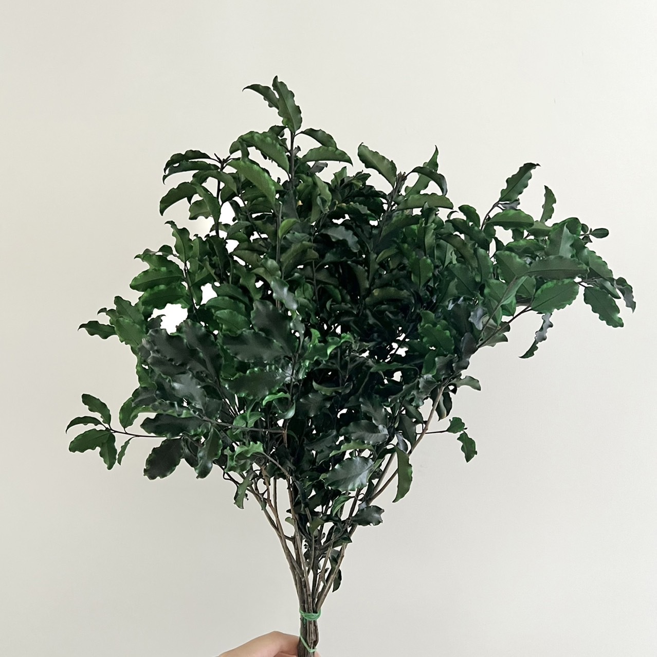 義大利不凋海桐葉