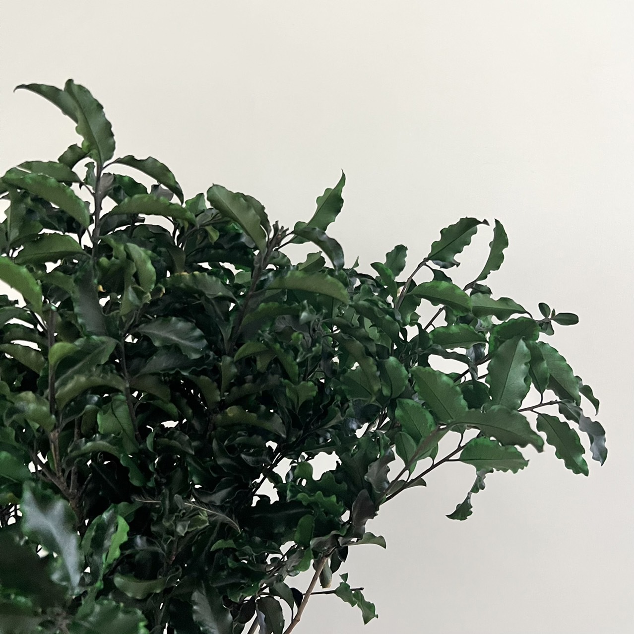 義大利不凋海桐葉