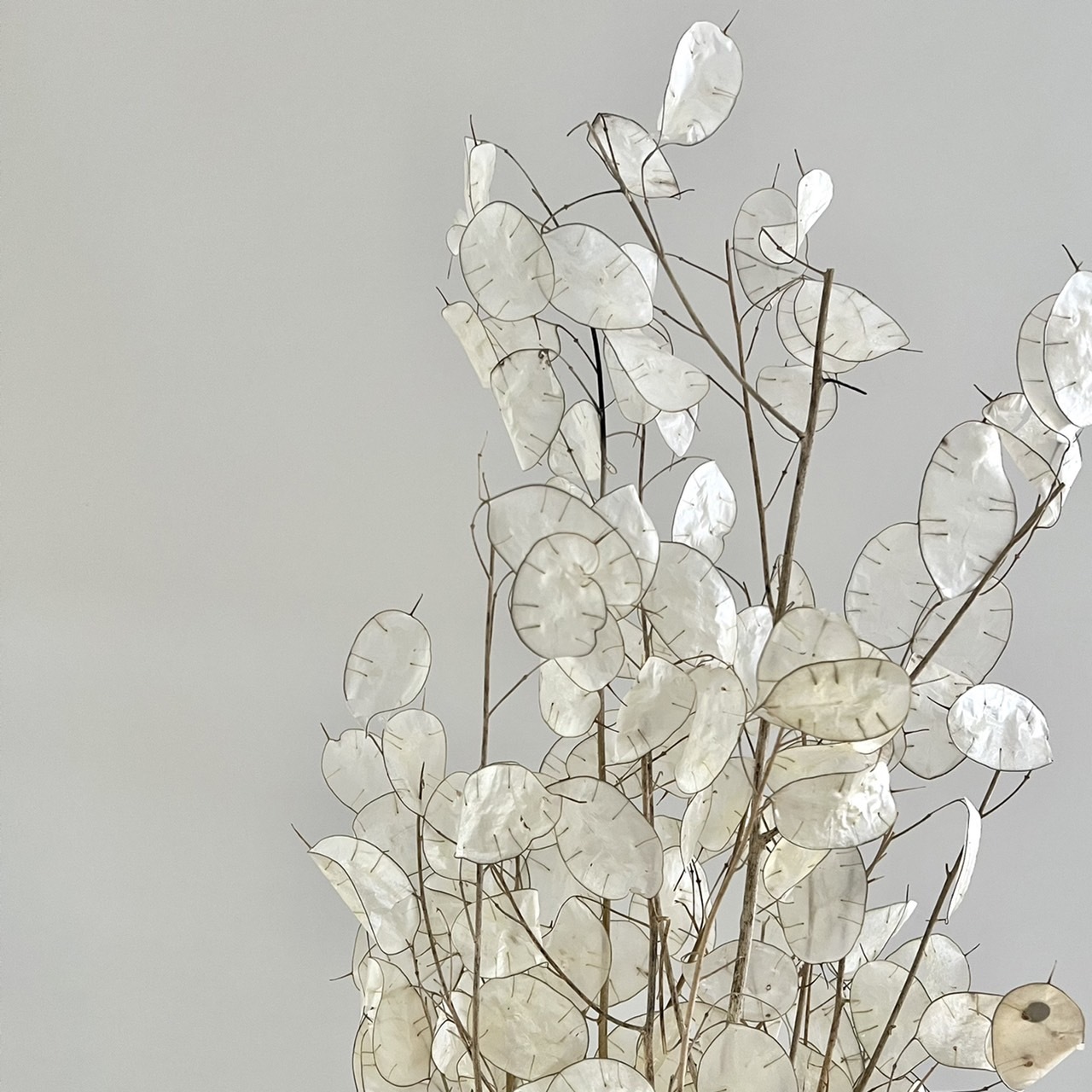 義大利乾燥銀扇葉(白)