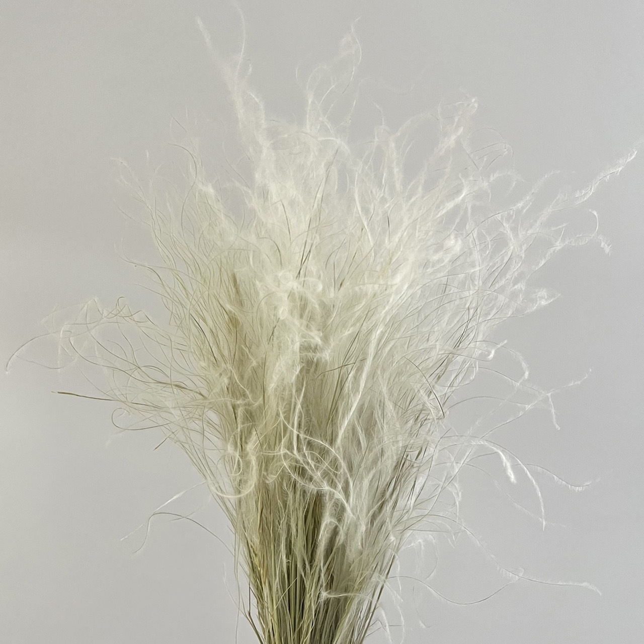 義大利乾燥羽毛草