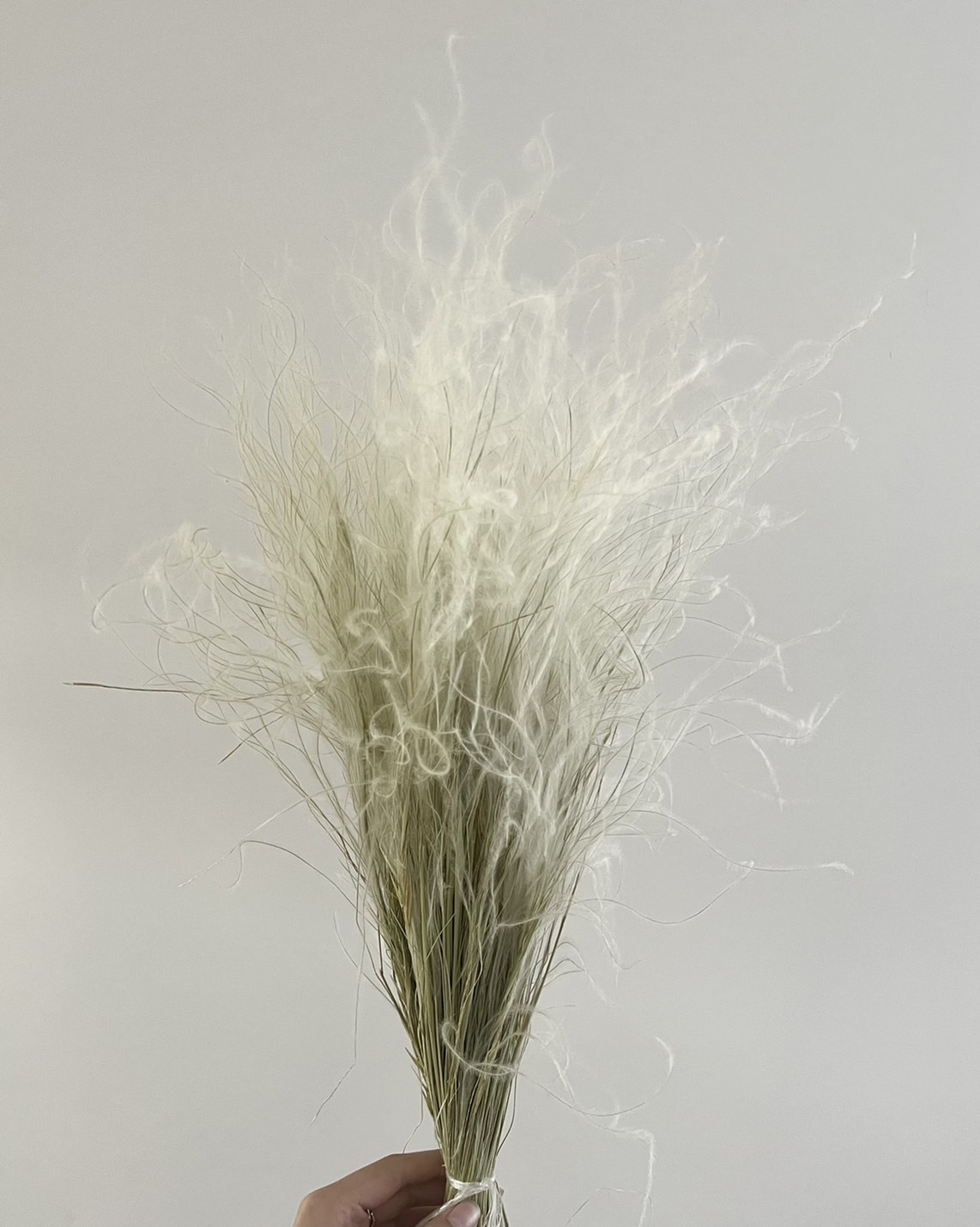 義大利乾燥羽毛草