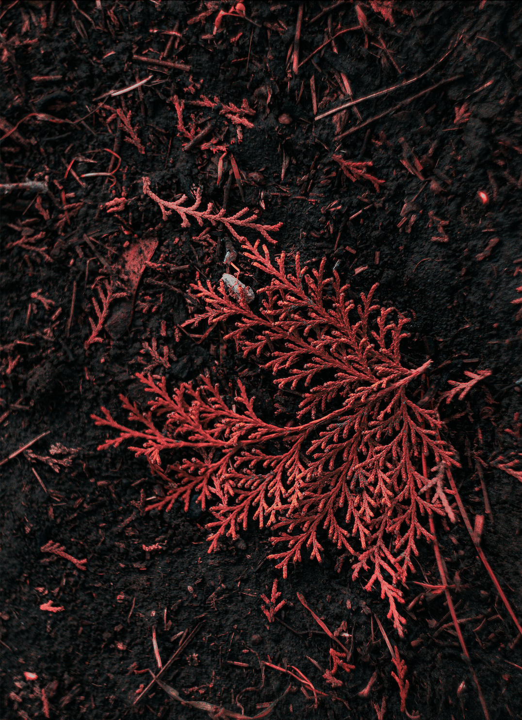 紅藻（含海藻鈣）