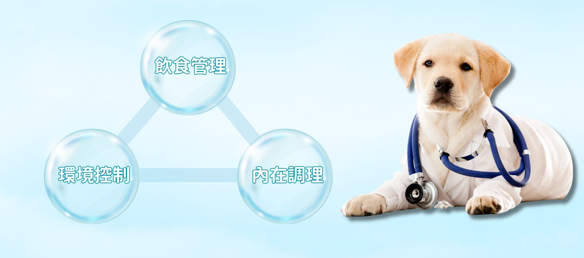 毛孩皮膚困擾對策