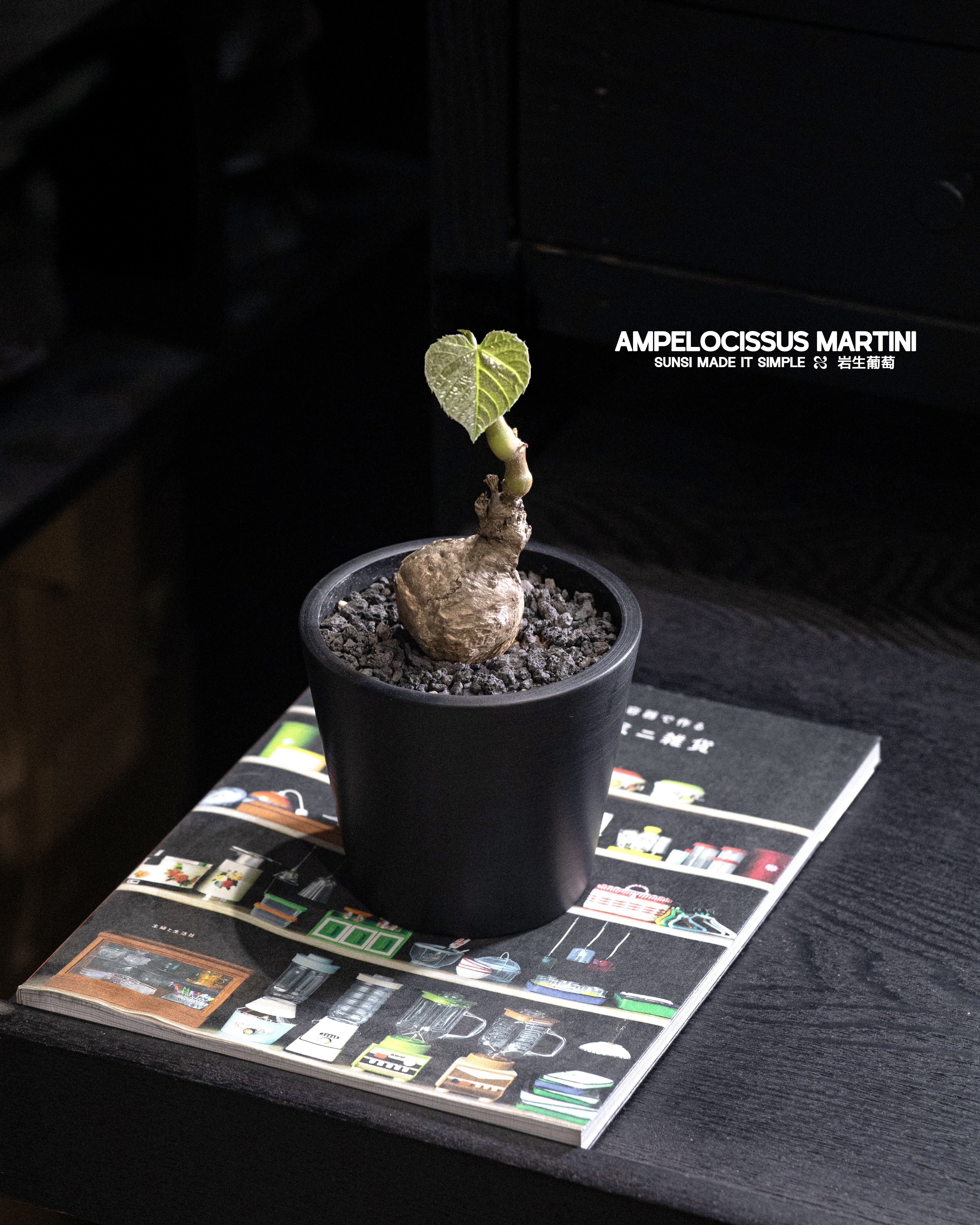 岩生葡萄 — 愛心葉子💚