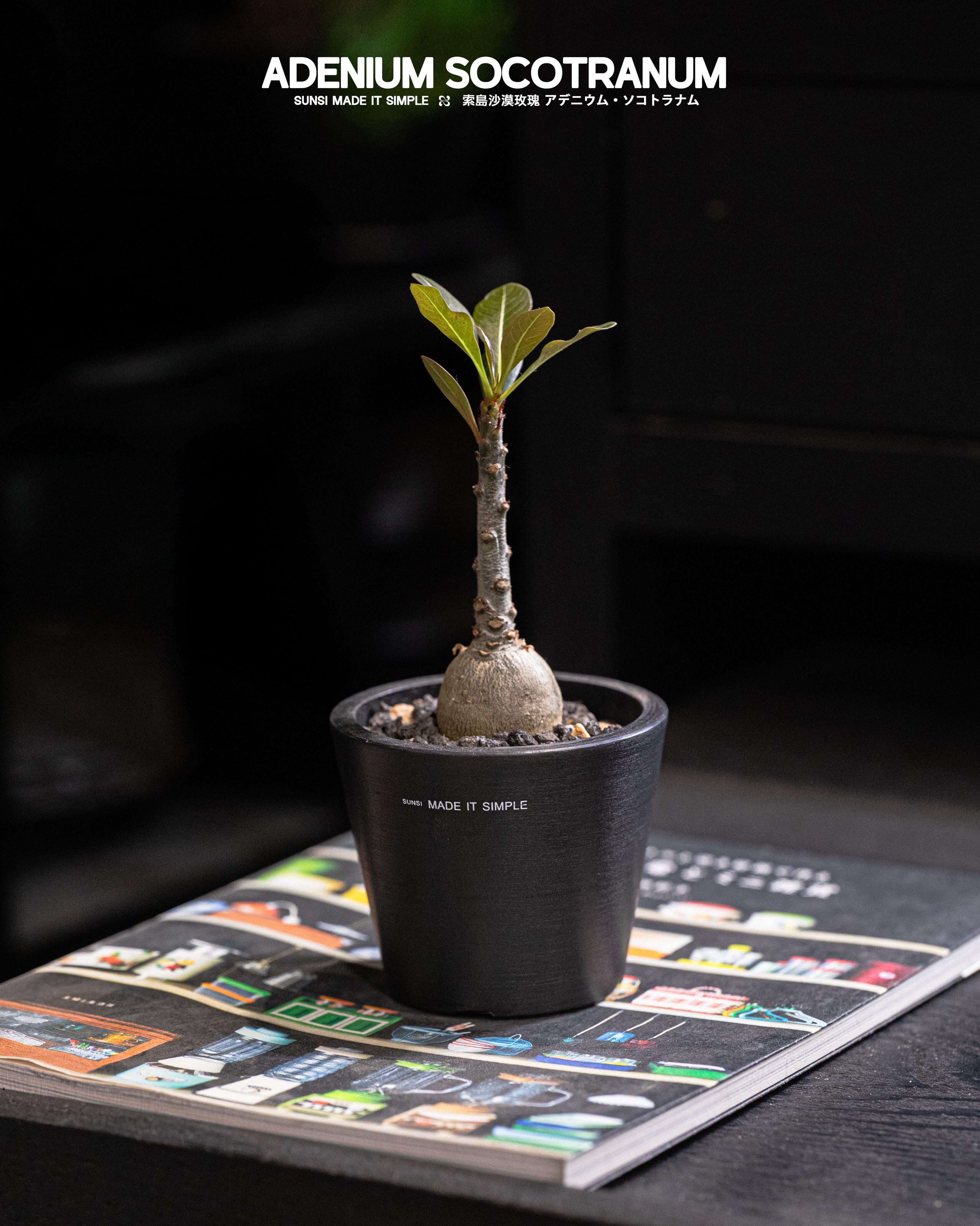 索島沙漠玫瑰 - 探索自然的奇蹟