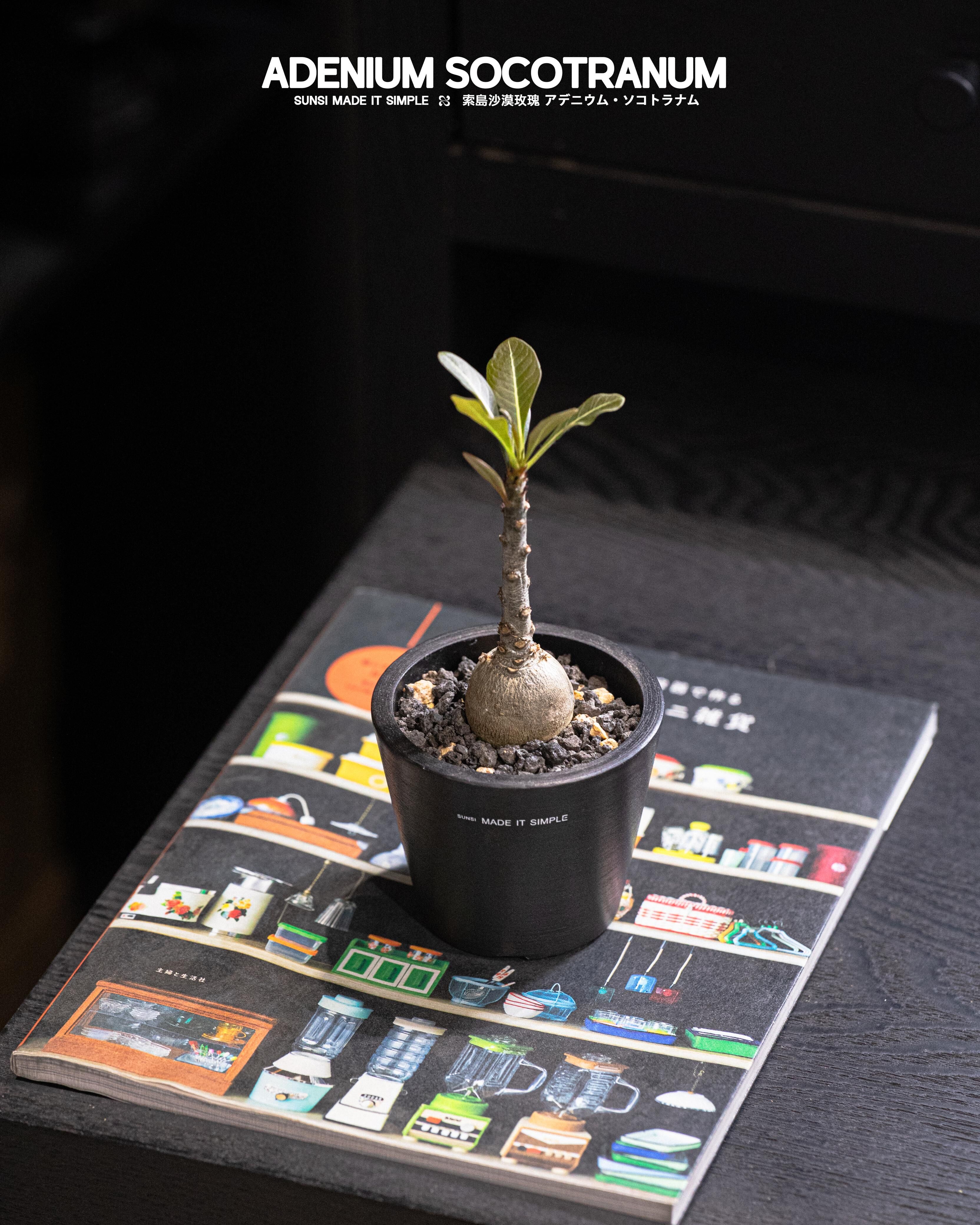 索島沙漠玫瑰 - 探索自然的奇蹟