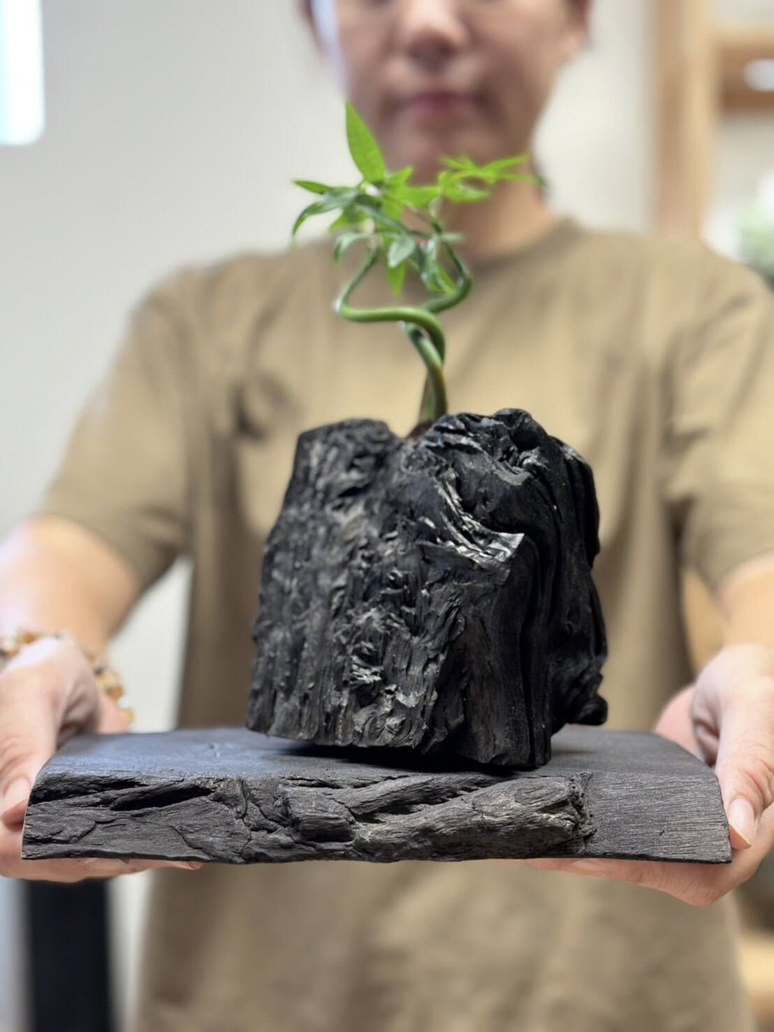 【0927專屬訂單 FB -楊淑明】中秋應景 REWOOD台灣龍眼炭盆栽