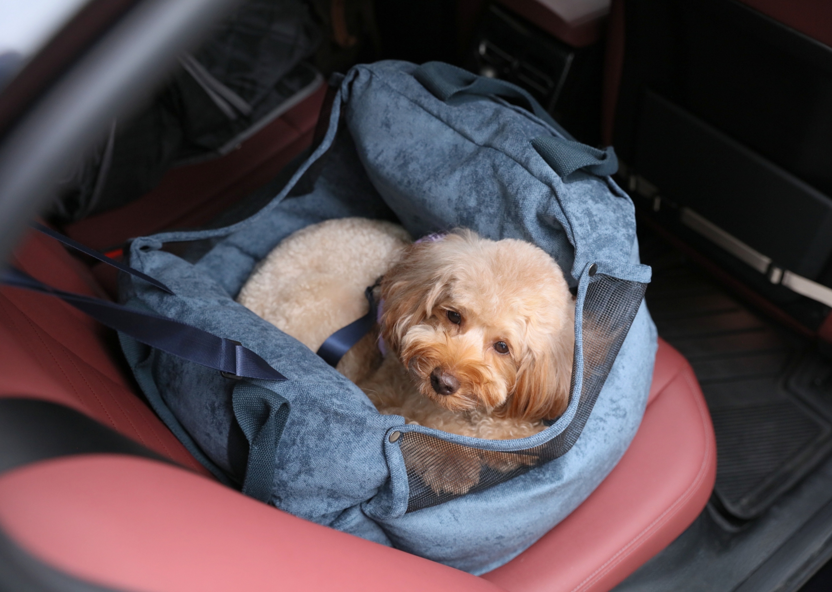 PEHOM 旅行包安全座椅（藍）